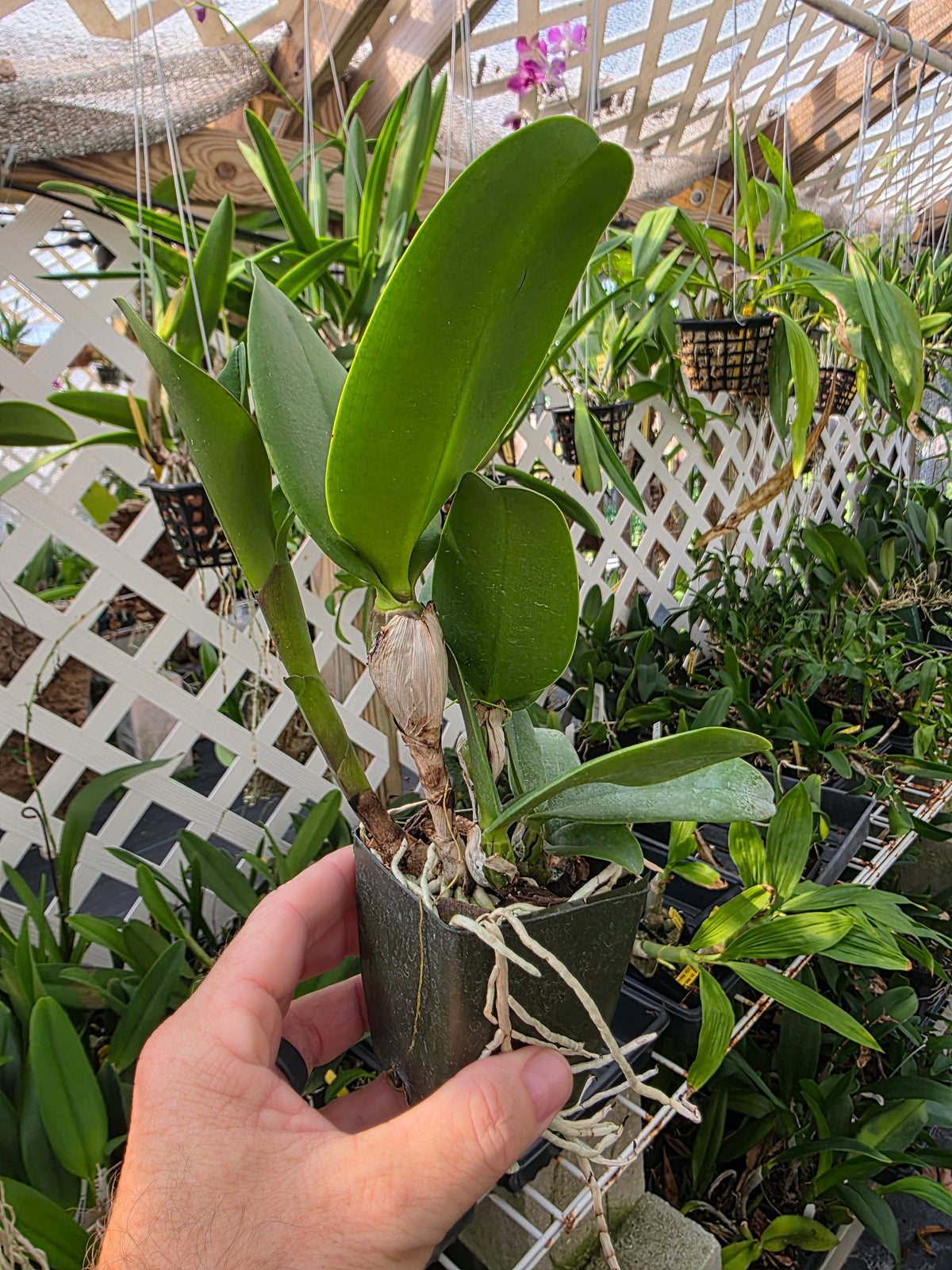 Rlc Dan O'Neal 'Jubilee' HCC/AOS blooming size awarded cattleya orchid clone. Beautifil