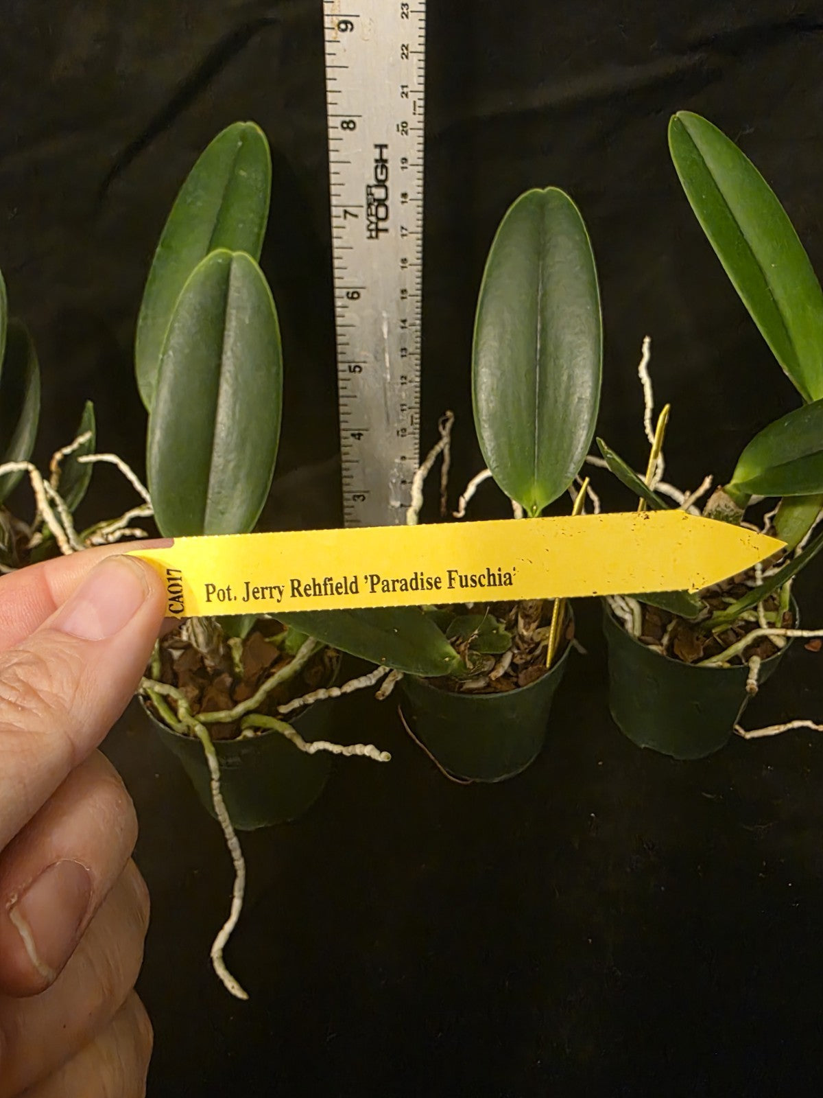 Pot Jerry Rehfield 'Fuscia Paradise' seedling size cattleya orchid clones. BEAUT