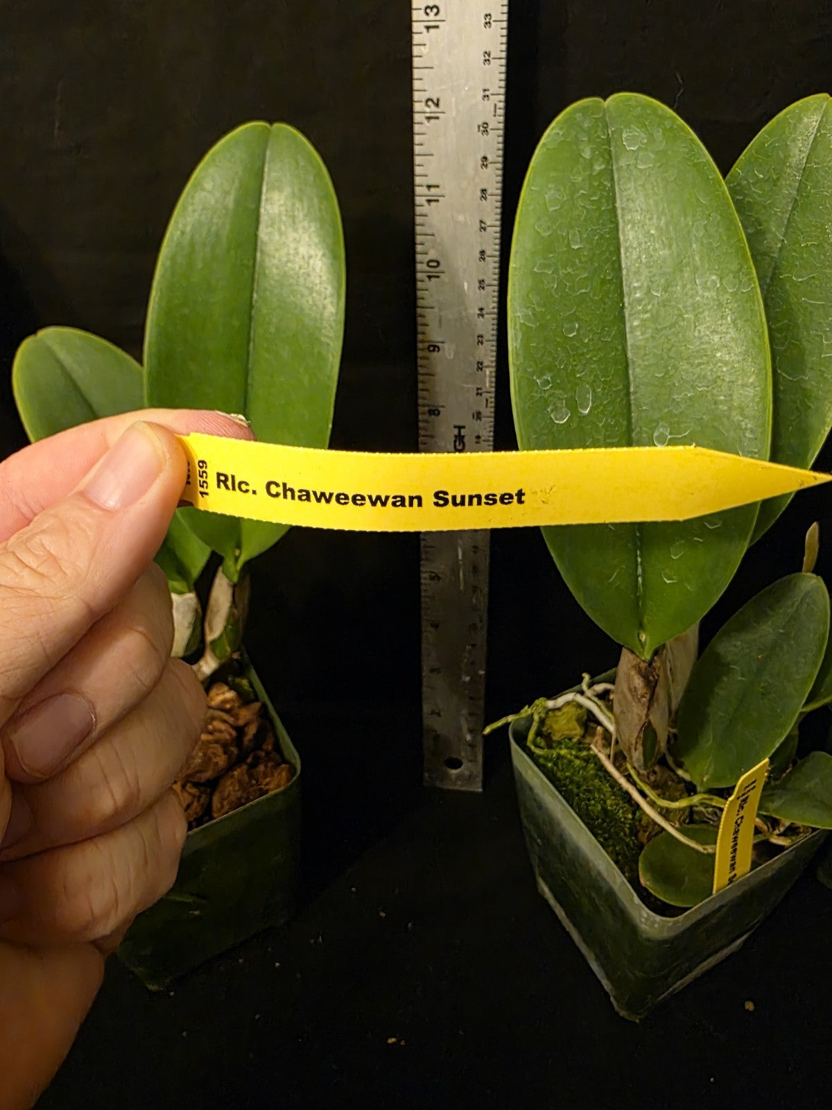 Rlc Chaweewan Sunset near Blooming size cattleya orchid. Large fragrant blooms.