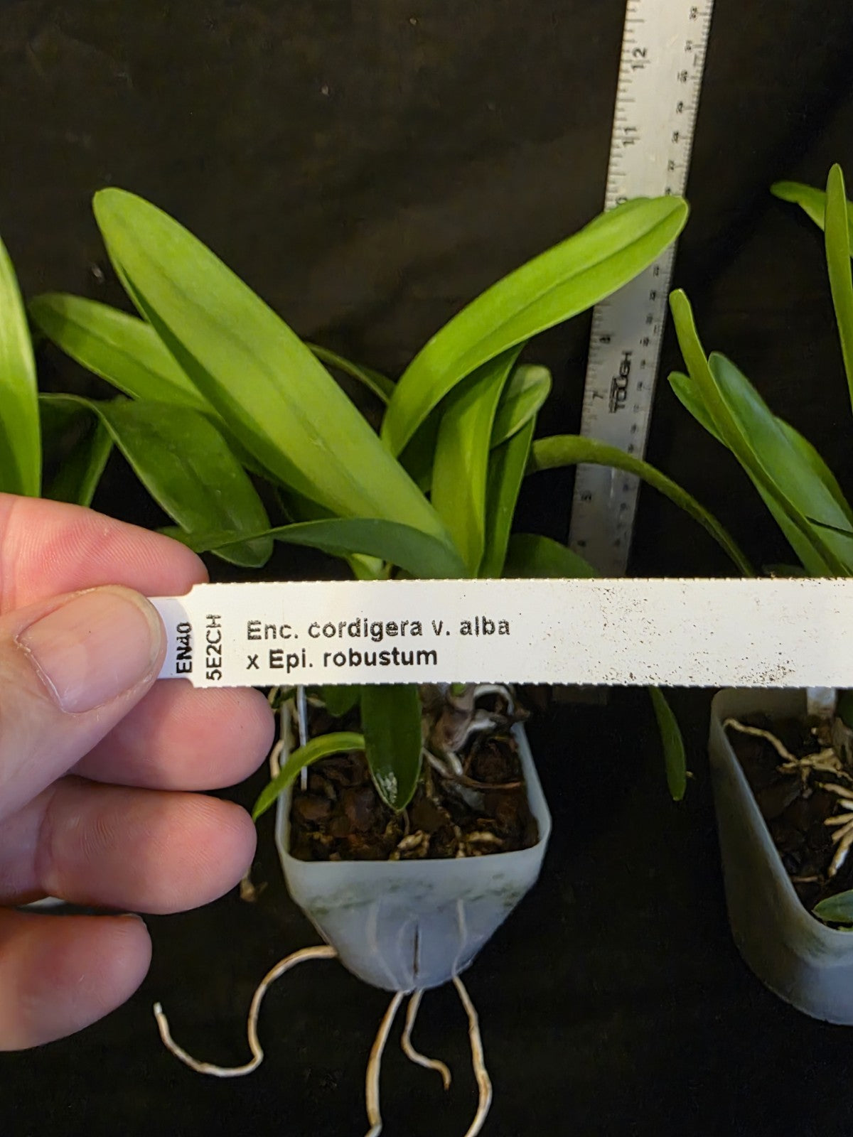 Encyclia cordigera v alba x Epi robustum, BS plants attractive fragrant blooms