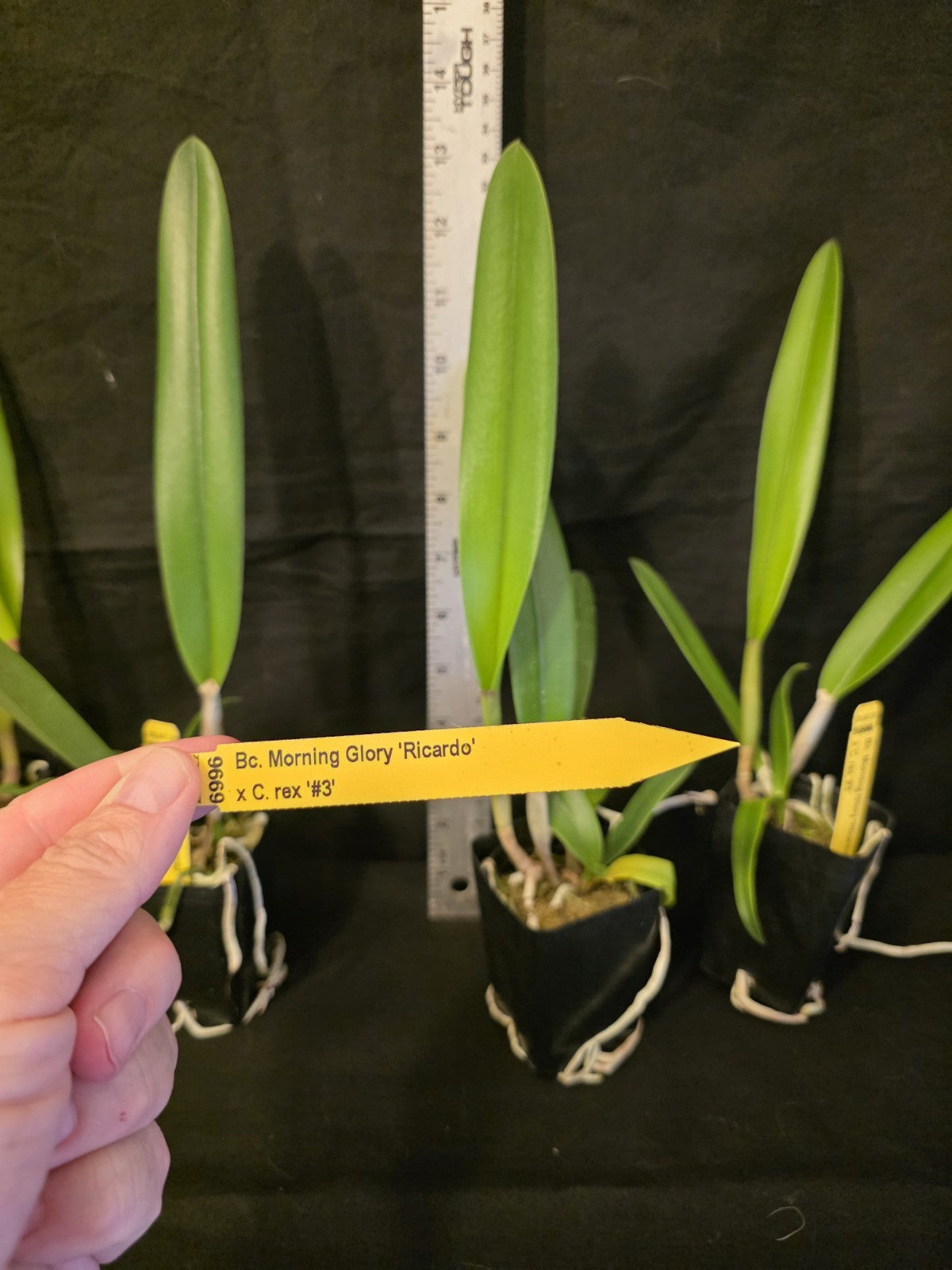 Bc Morning Glory X Cattleya rex. Blooming Size Cattleya Orchid Hybrid. Fragrant