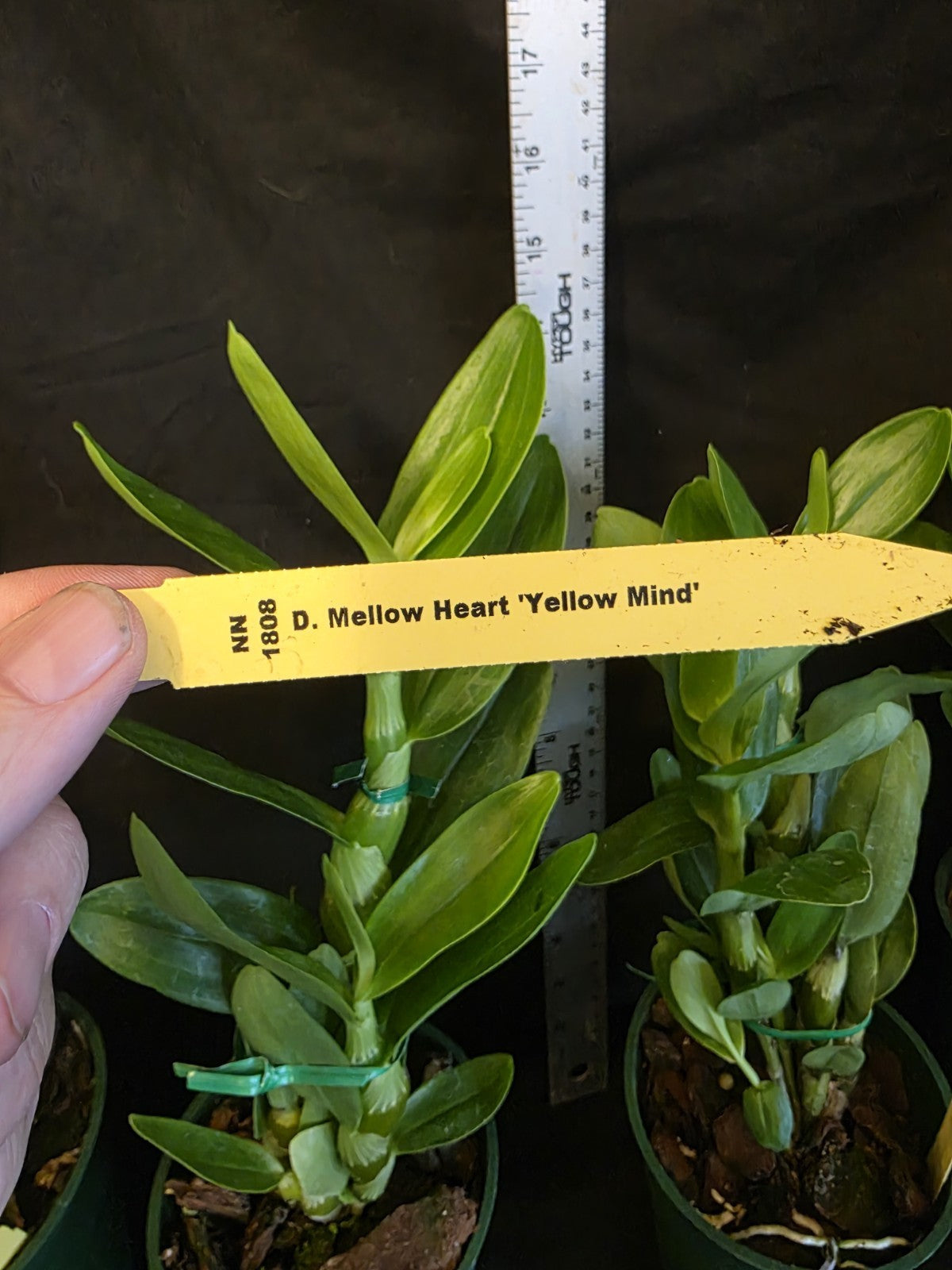 Dendrobium Mellow Heart 'Yellow Mind' Blooming Size Nobile Dendrobium