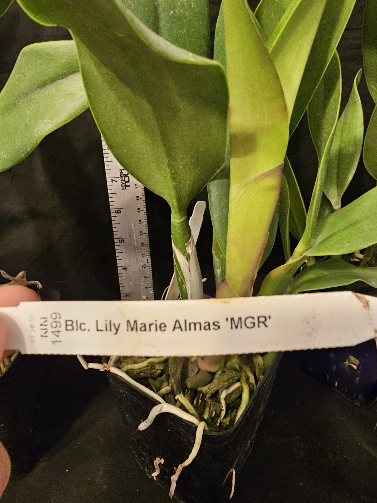 Rlc Lily Marie Almas 'MGR' NR Blooming size cattleya orchid clones. Beautiful...