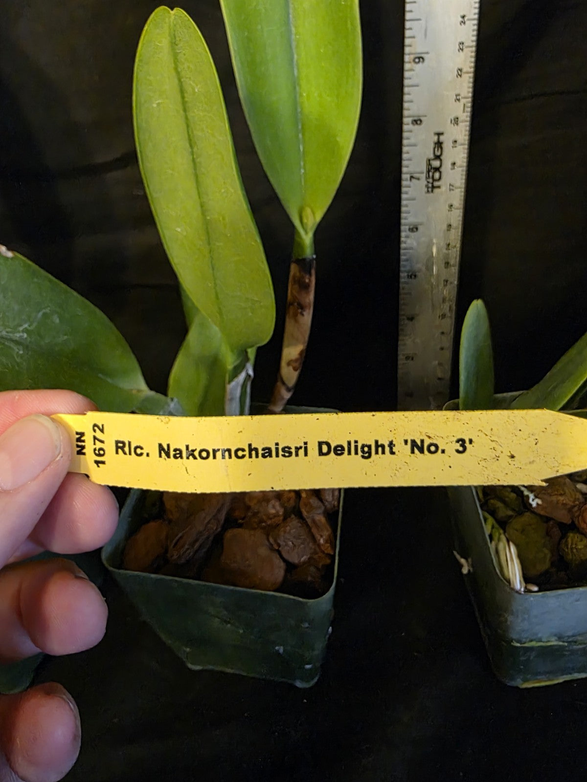 Rlc Nakorncharisi Delight '#3' Near bloom sz cattleya orchid clone. lg fragrant