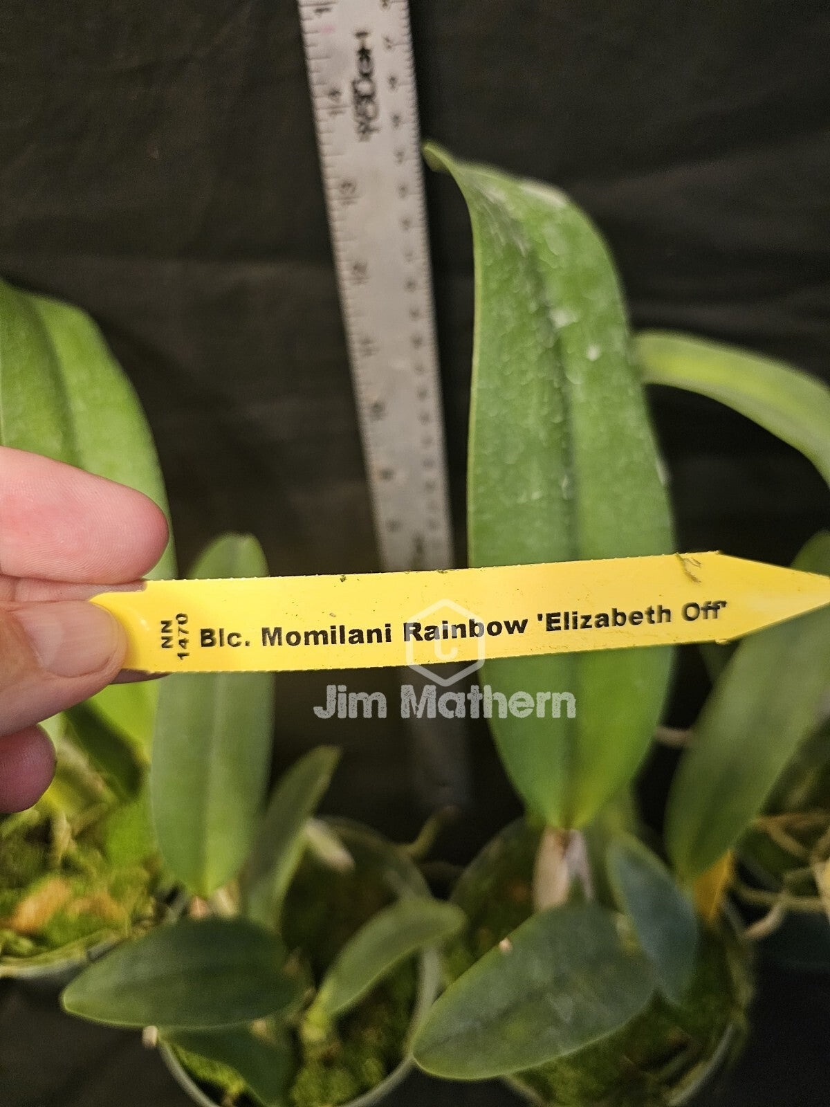 Rlc Momilani Rainbow 'Waldor' Bloomimg Size Beautiful Cattleya Clone...