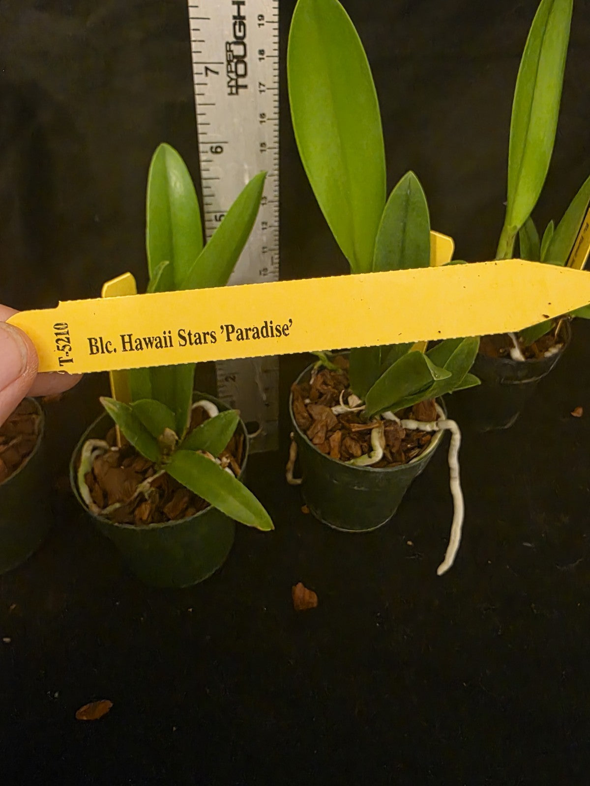 Rlc Hawaii Stars 'Paradise' seedlimg size brassocattleya orchid clone. Beautiful