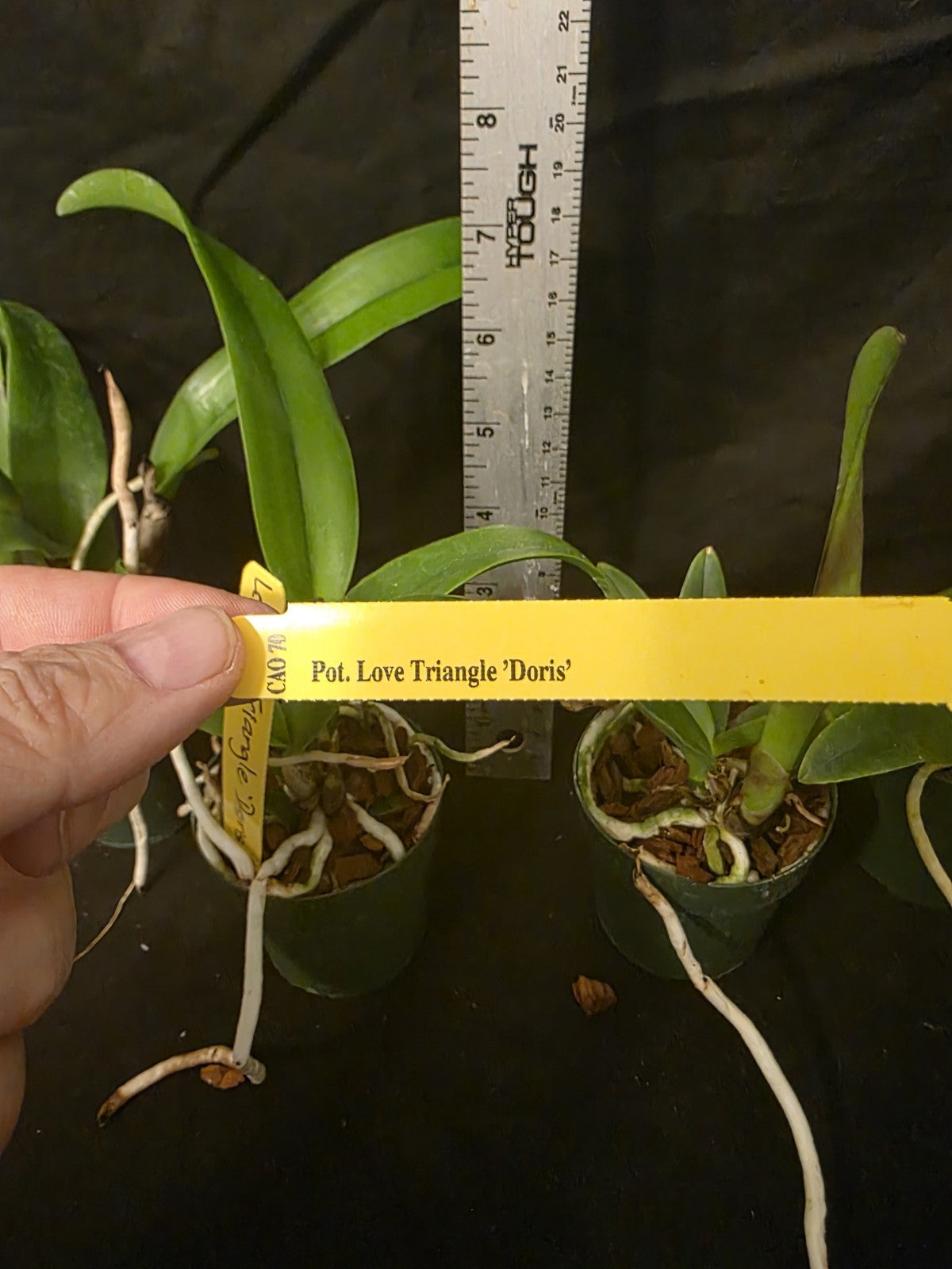 Rth Love Triangle 'Doris' seedling size cattleya orchid clone. Beautiful Red