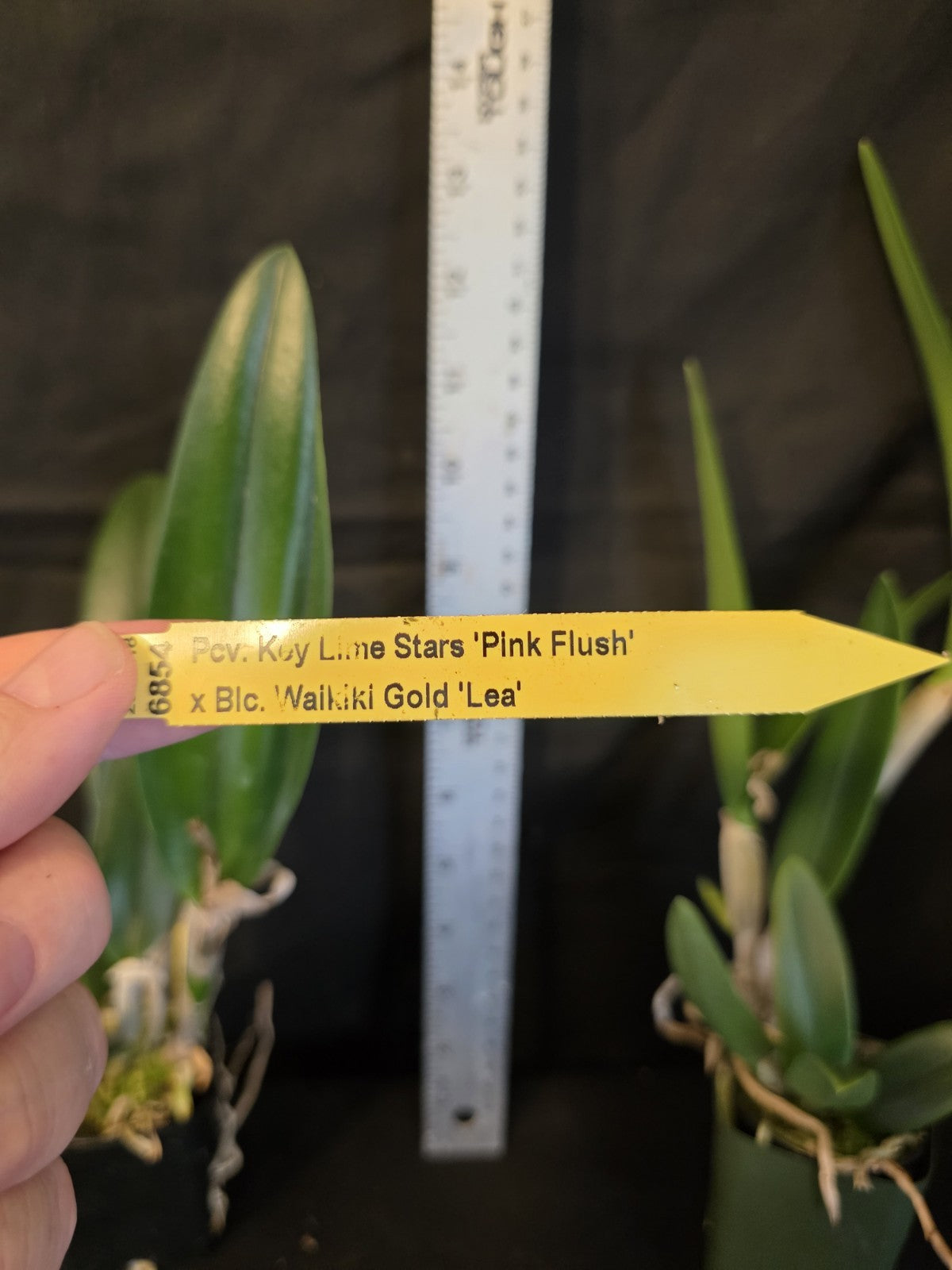 Pcv.Key Lime Stars X Waikiki Gold. Blooming Size Brassavola Orchid Hybrid