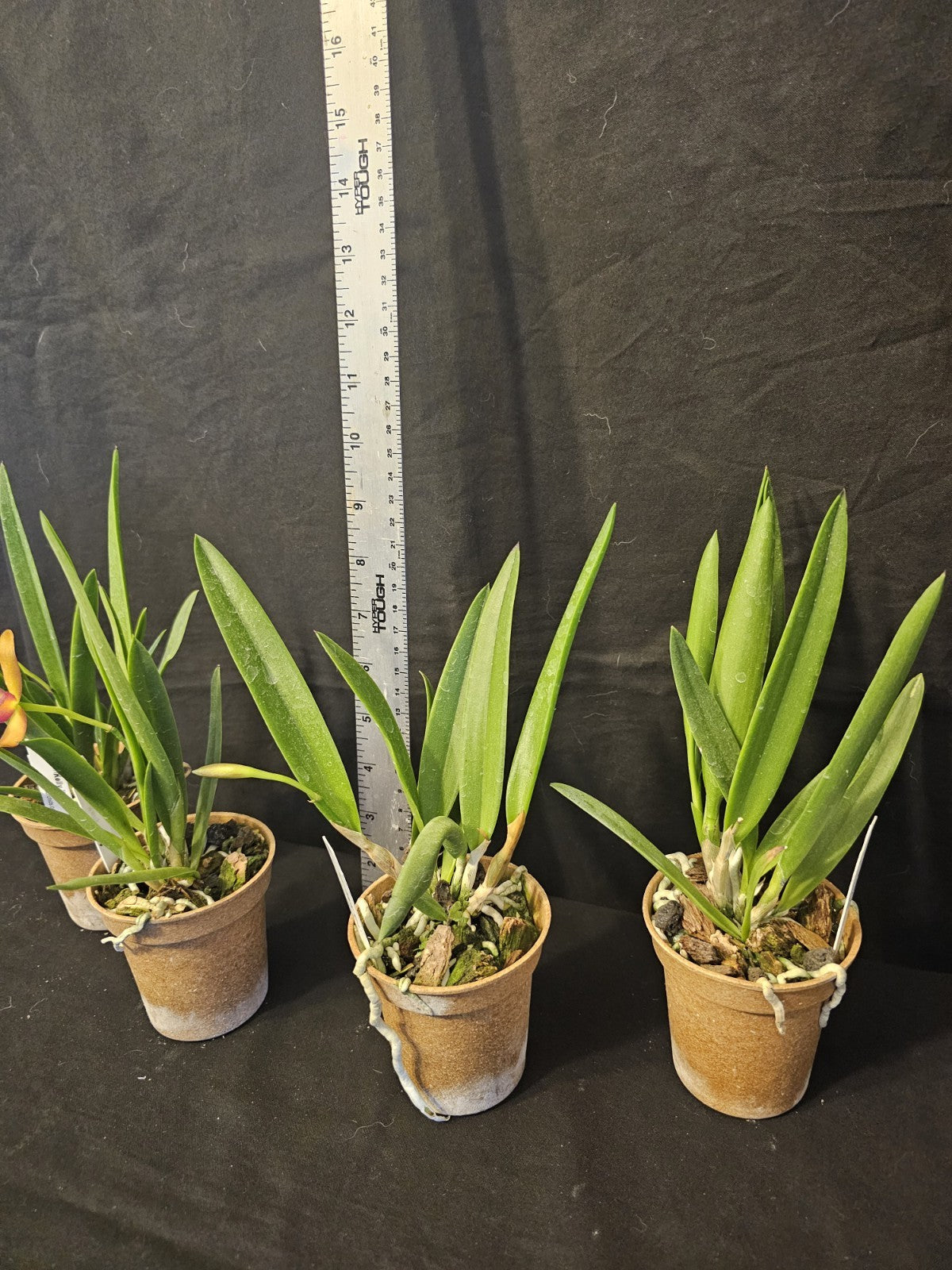Stlma. Kelly 'Lea' blooming size brassavola orchid clone.