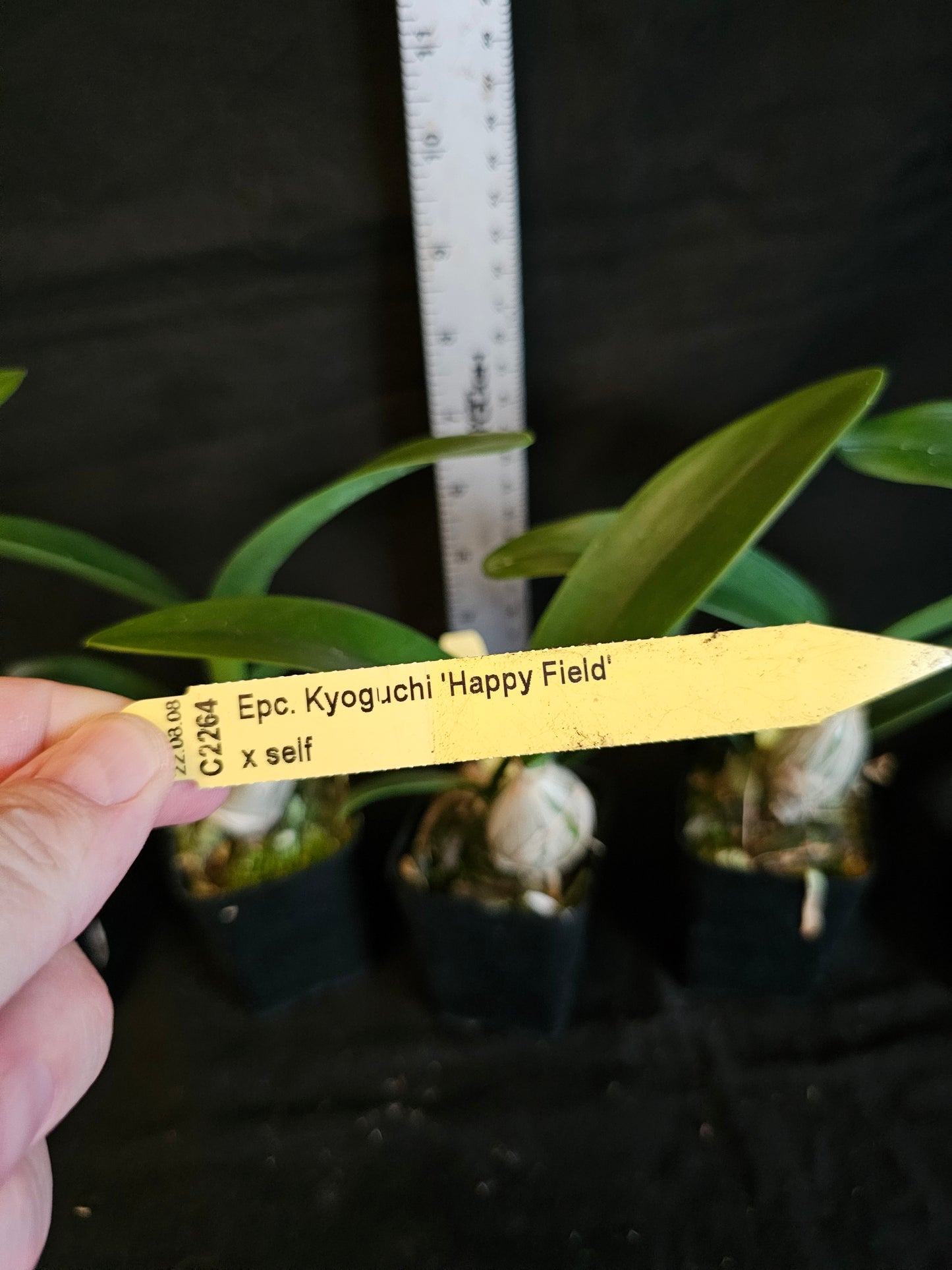 Guaricyclia (Epc) Kyoguchi 'Happy Field' x self (Guarianthe aurantiaca × Encyclia incumbens)