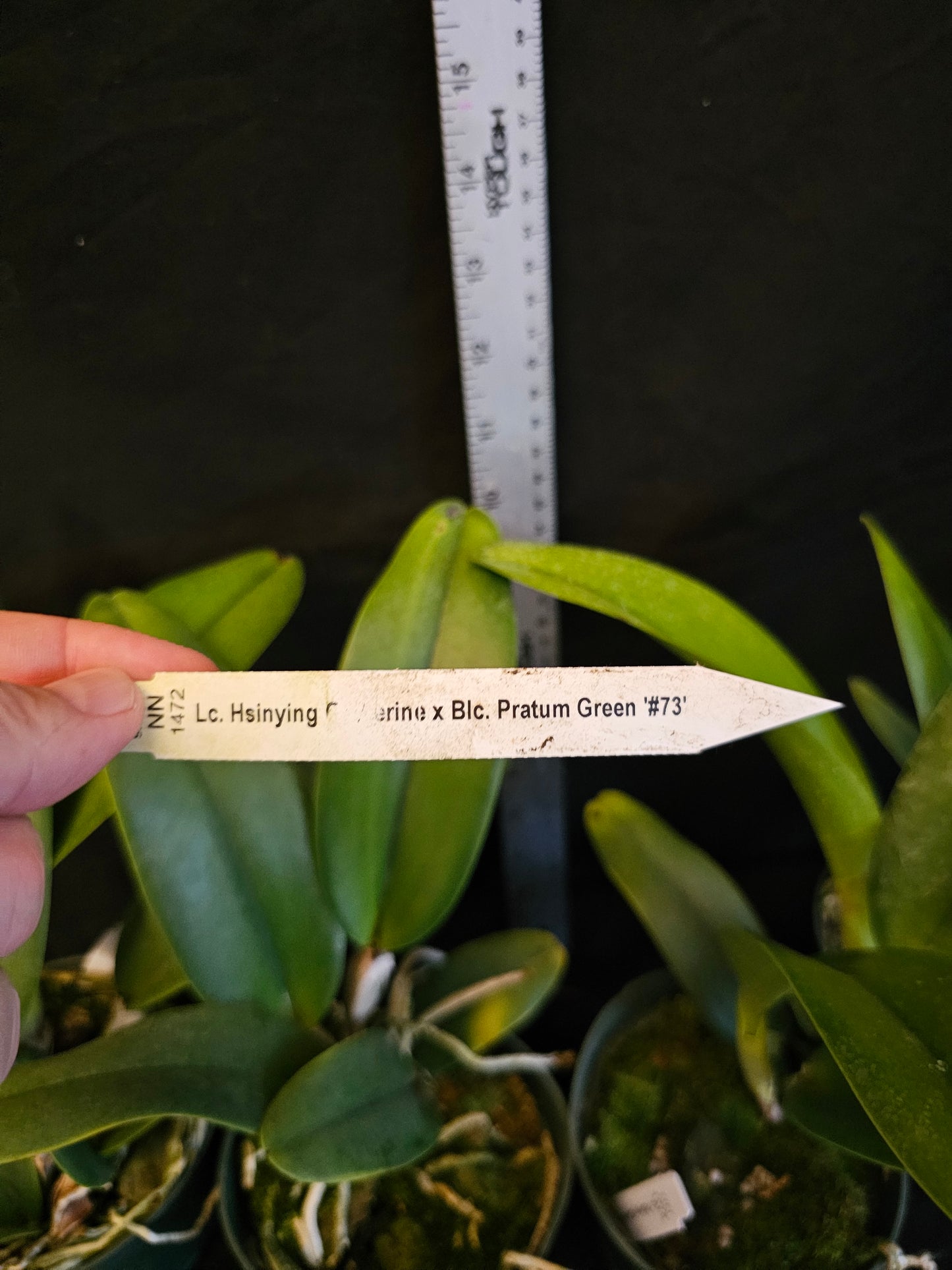 Rlc Hawaiian Island Mint '#73' Blooming size cattleya orchid clone. Semi alba Fragrant blooms.