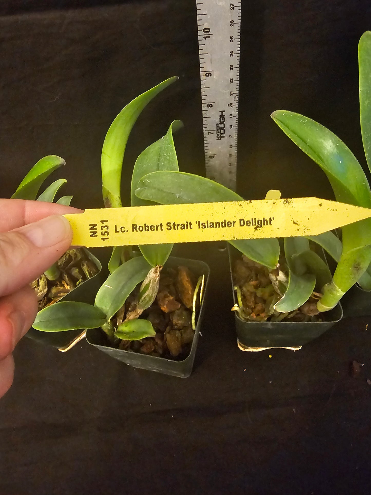 Rlc Robert Strait 'Islanders Delight' Bloom Size Cattleya Orchid Clone Fragrant