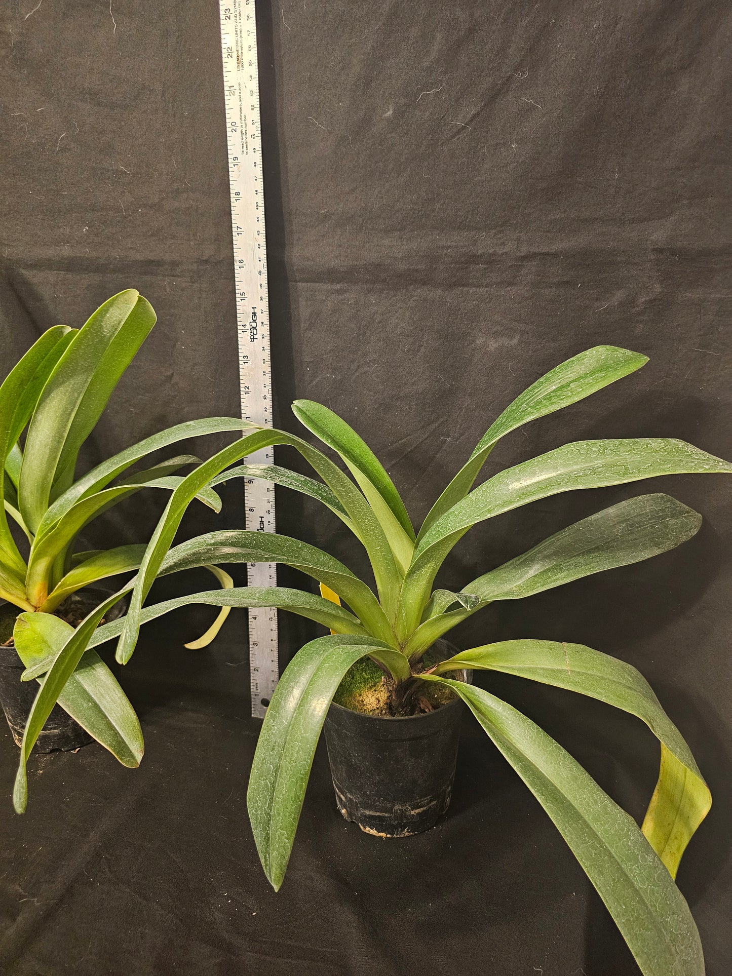 Paphiopedilum (Sheldrake x Beverly Rhodes) x rothschildianum