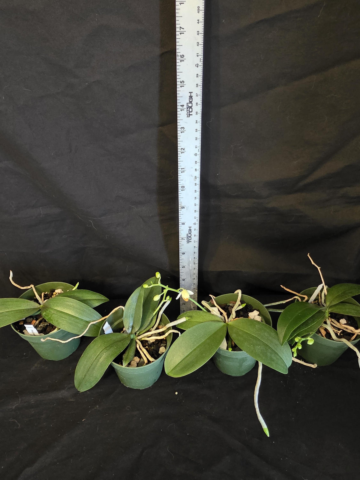 Phalaenopsis Mini Mark. Blooming size orchid species. Beautiful spotted fragrant blooms. Highly desired