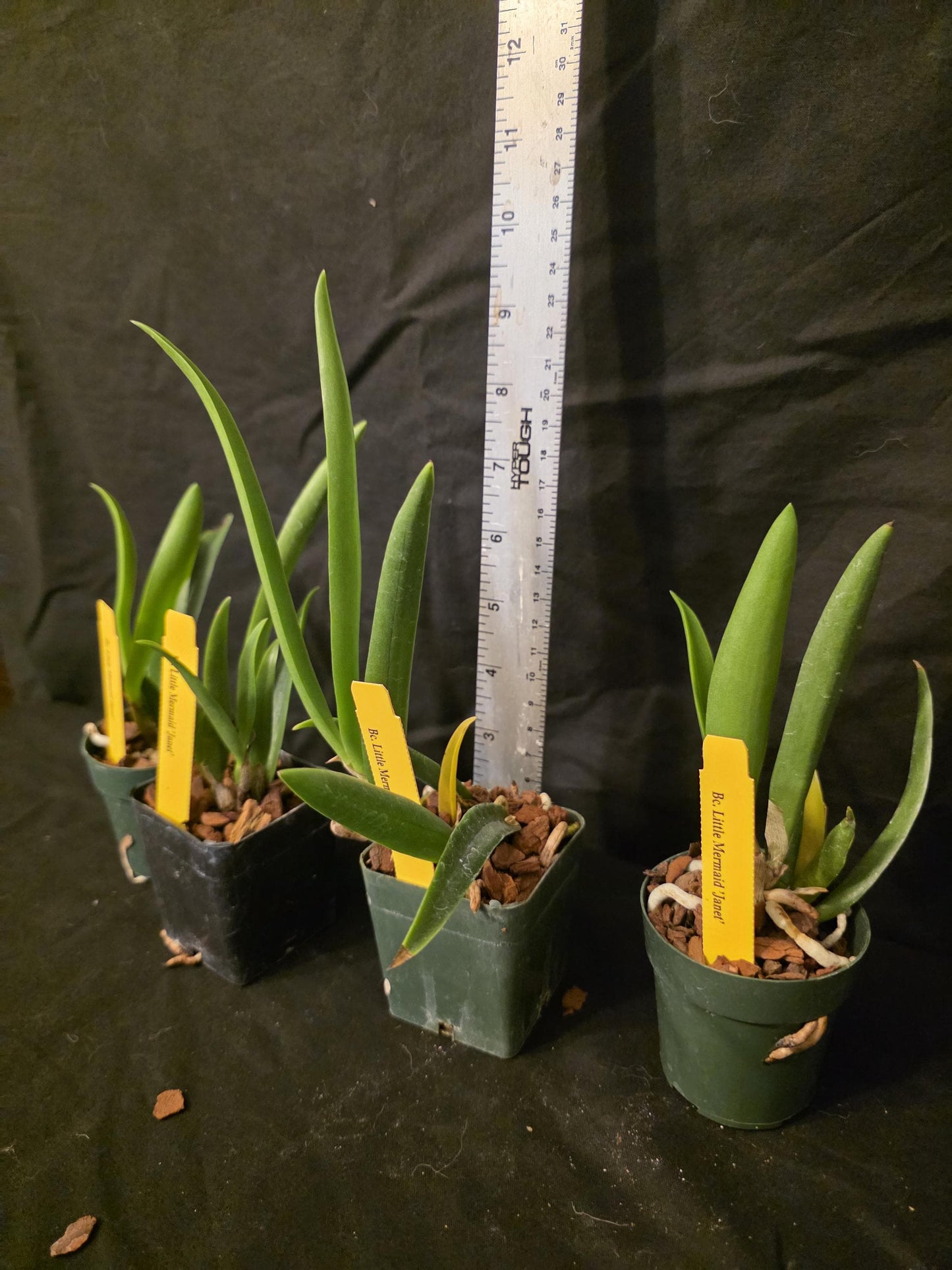 Bc Little Mermaid 'Janet' seedling size brassocattleya orchid clone. Fast grower, prolific bloomer.