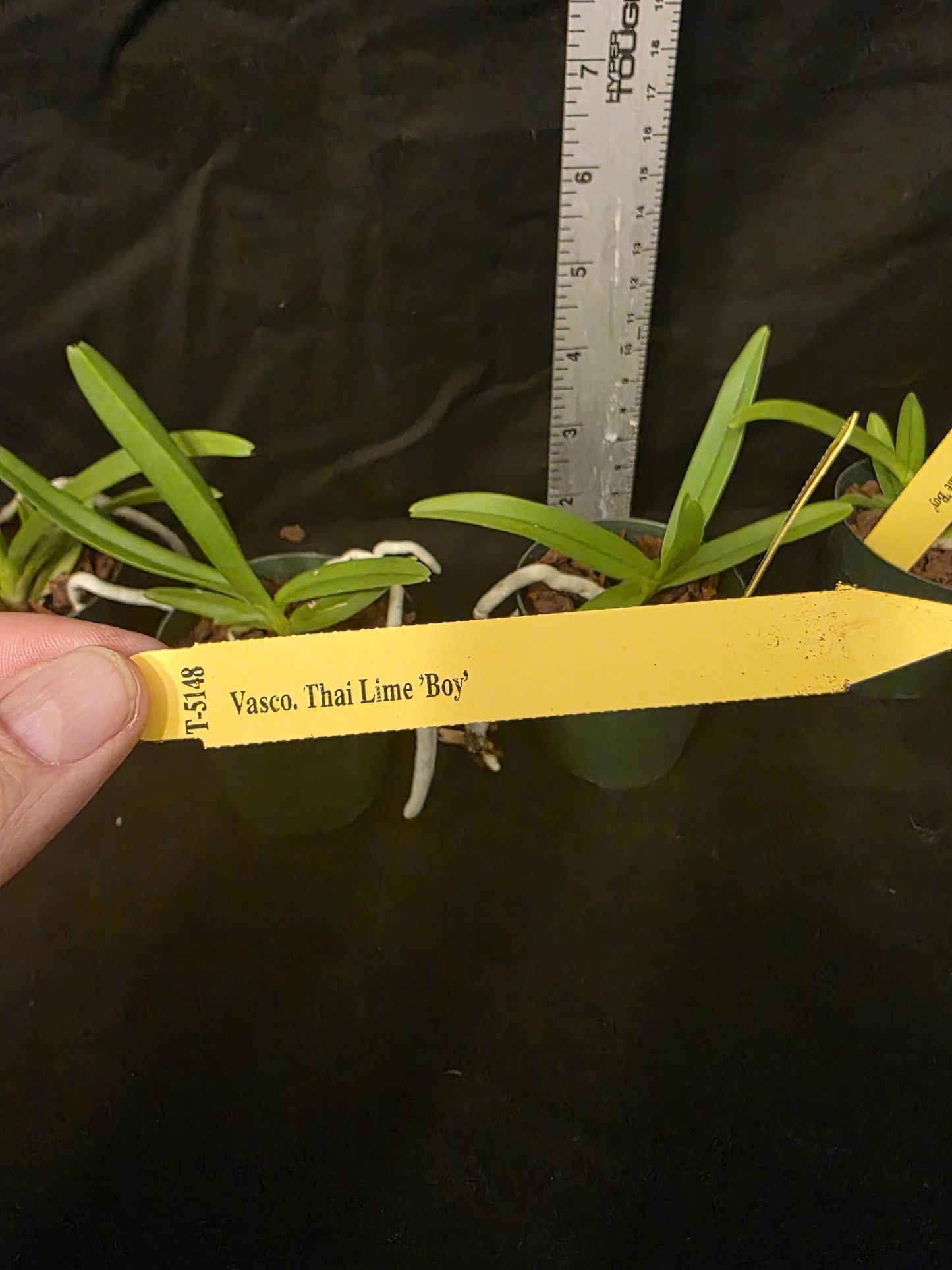 Vasco Thai Lime 'Boy' seedlimg size vandaceous orchid clone. Young plants