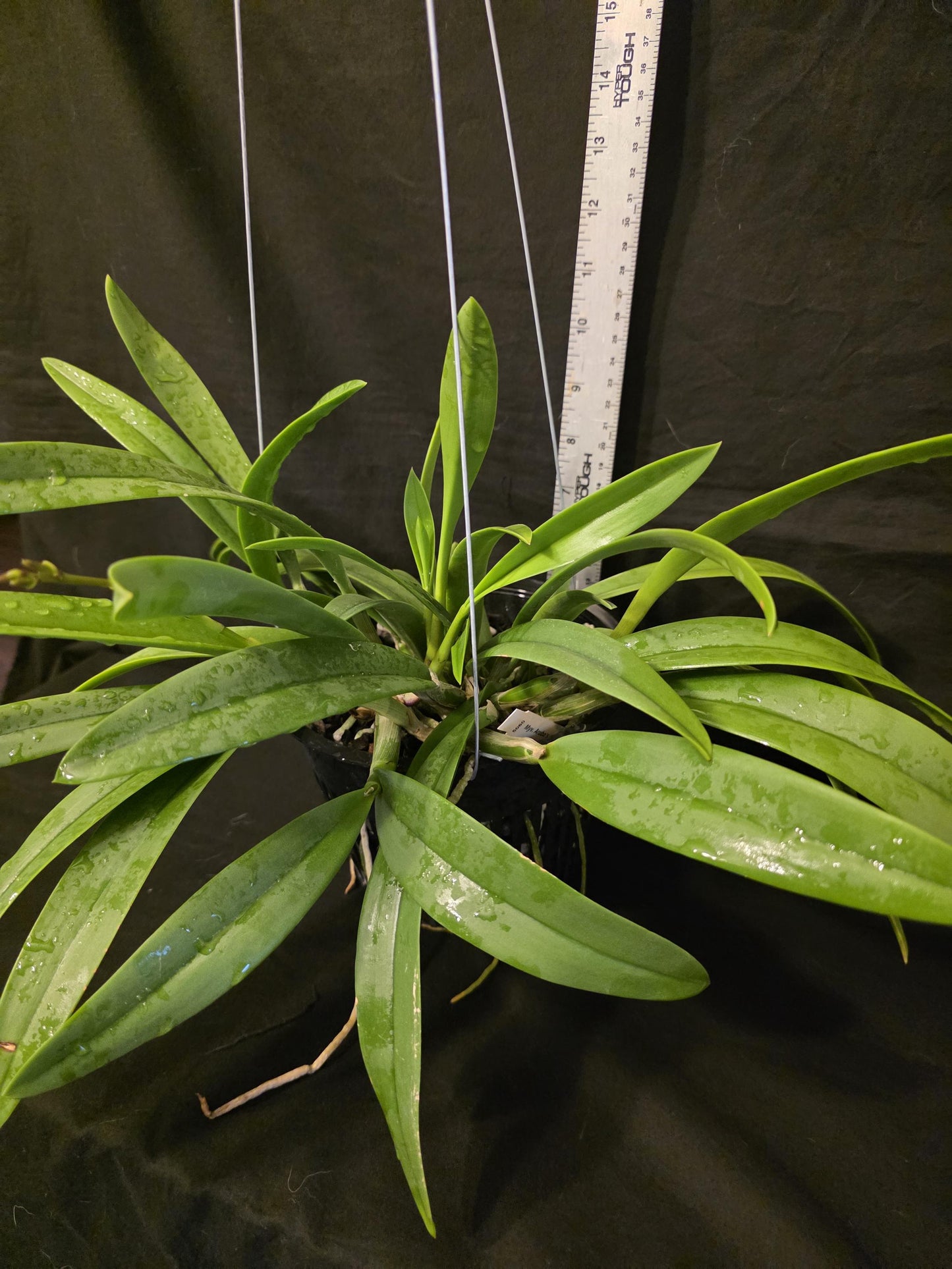 Myrmecavola Aruba's Spotted Beauty Currently in Spike. Large blooming size plant. Hard to find, highly desired. Cattleya Brassavola hybrid
