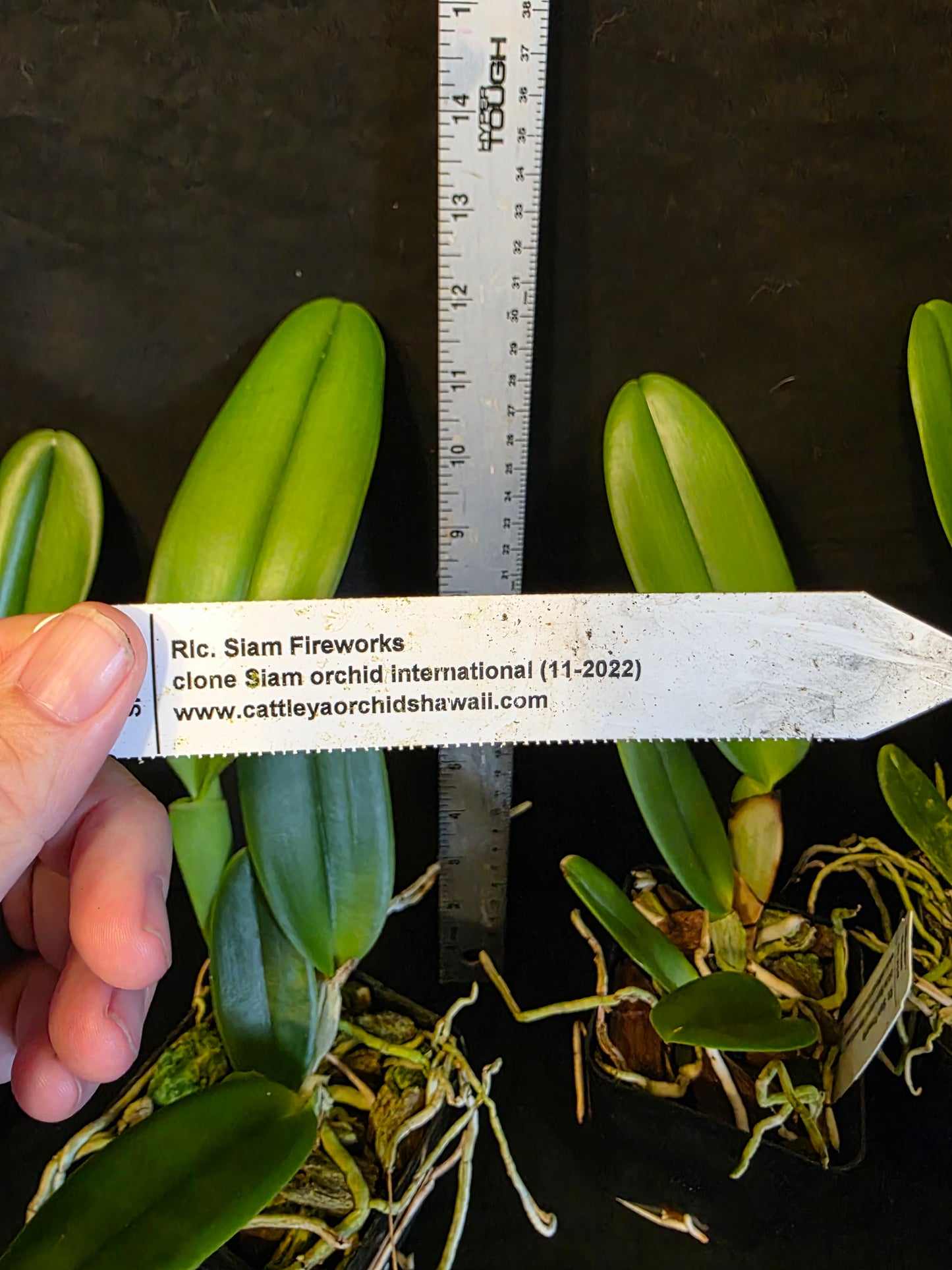 Rlc Siam Fireworks near blooming size cattleya orchod clone. Beautiful large unique fragrant blooms