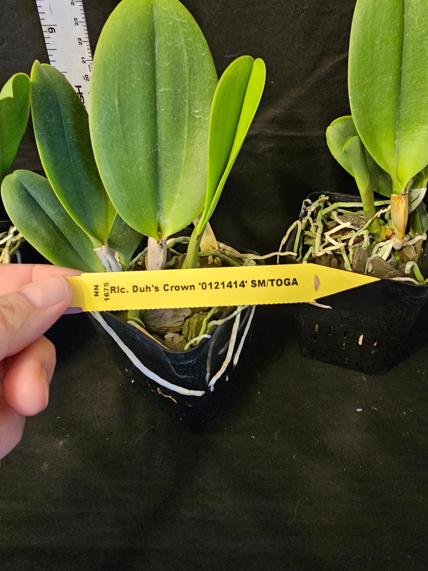 Rlc Duh's Crown '021414' SM/JOGA near blooming size cattleya orchid clone.