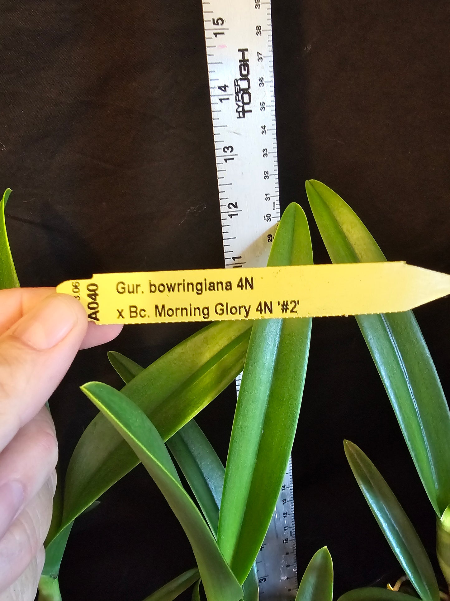 Gur. bowringiana 4N x Bc Morning Glory 4N blooming size brassavola orchid hybrid