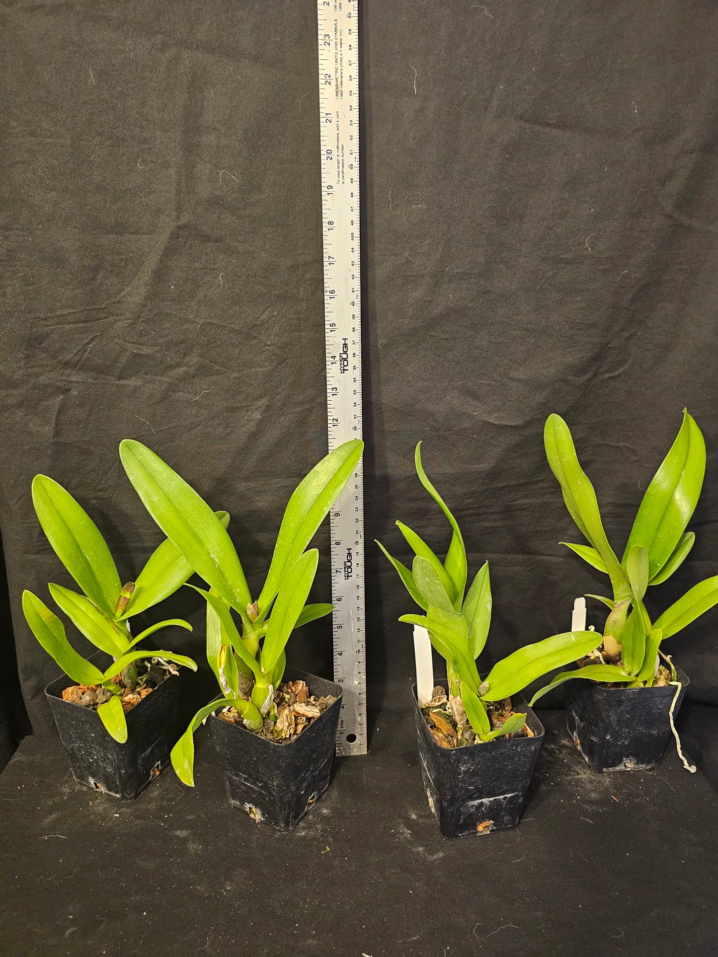 Iwanagaara Apple blossom. Blooming size cattleya orchid hybrid. Beautiful