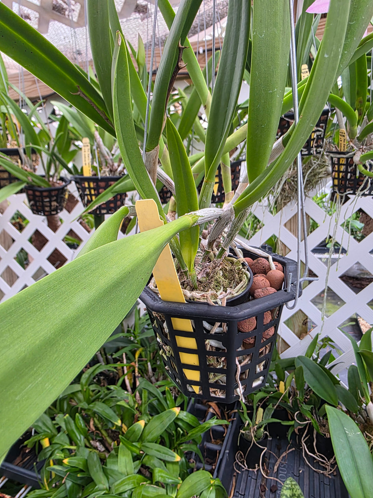 Brassavola nodosa x Cattleya Circle of life. Bloom size in 4" basket. Seed grown unique bloom