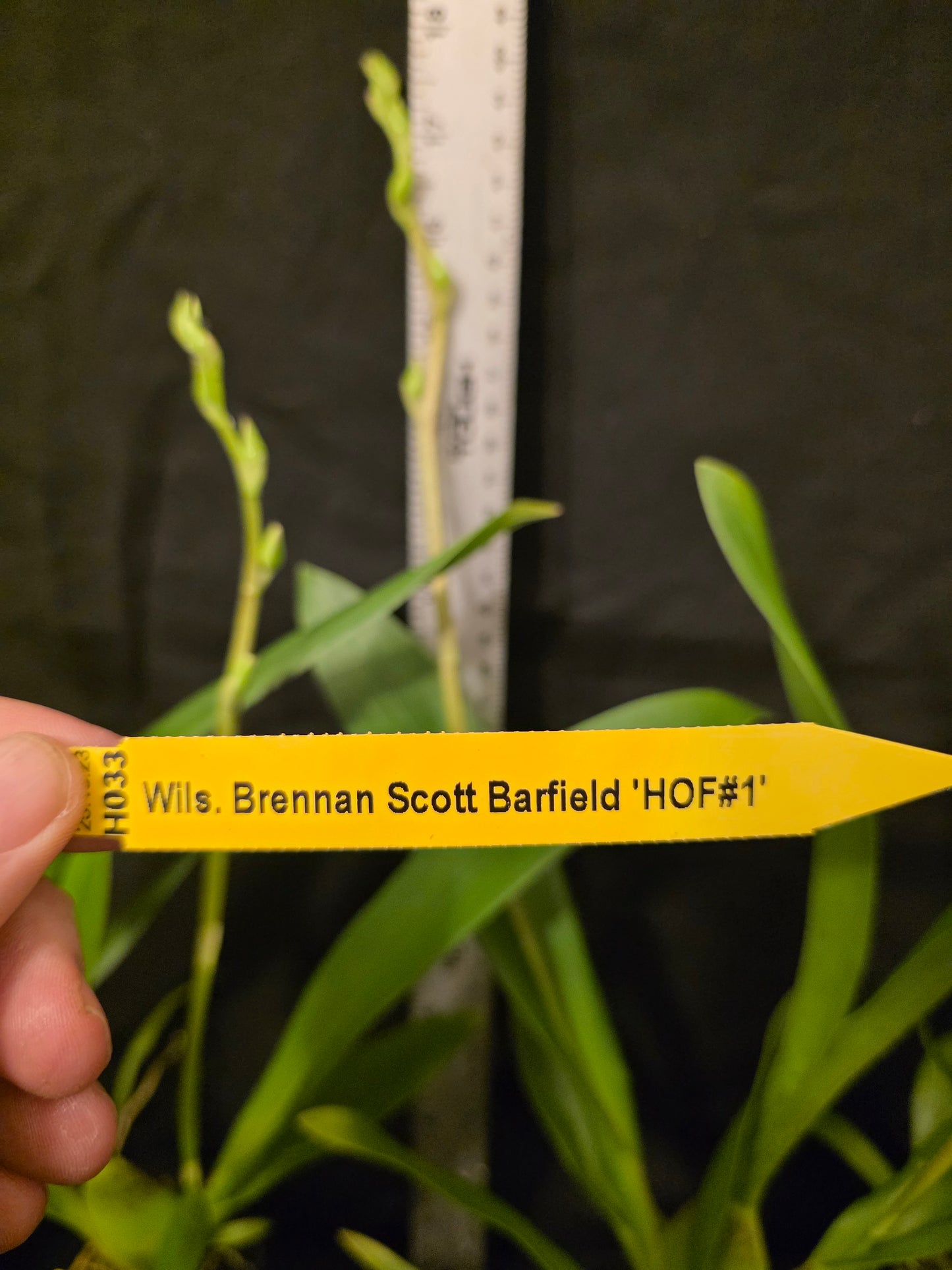 Wilsonara Brennan Scott Barfield 'HOF #1' blooming size No longer in spike.Intergeneric oncidium clone. Beautiful long lasting blooms