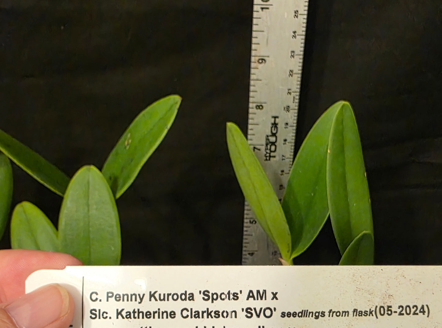 Cattleya Penny Kuroda x Slc Katherine Clarkson. Blooming size compact growing cattleya hybrid.