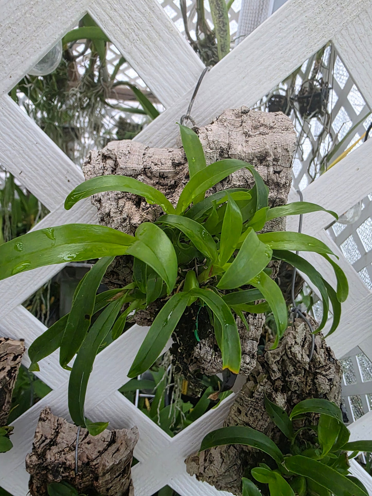 Prosthechea boothiana blooming size mounted orchid species. Fast growing, well established plants.