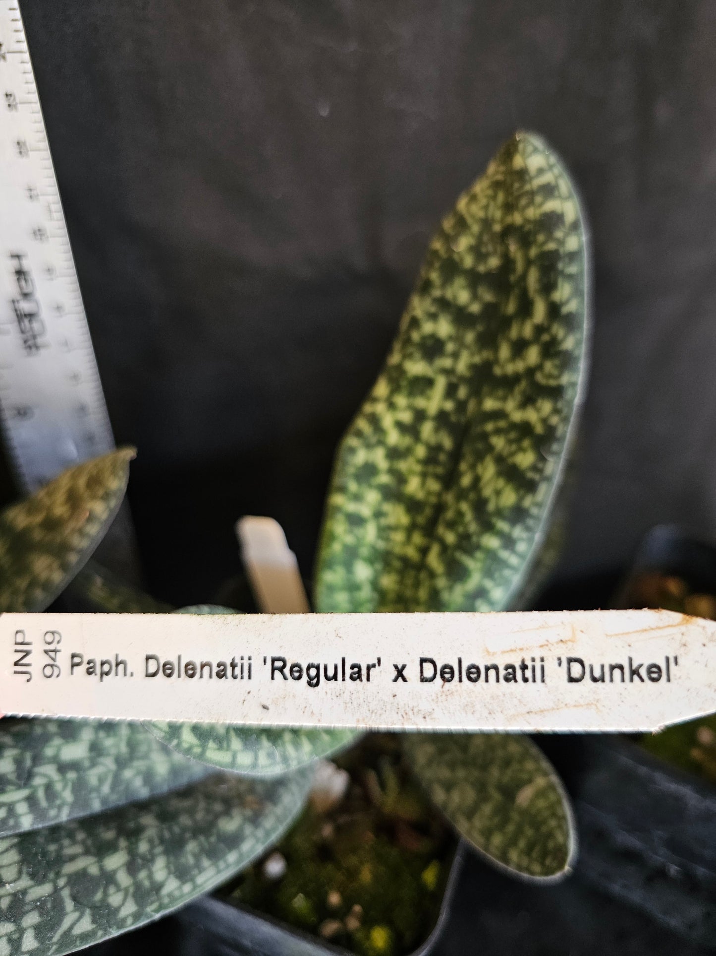 Paphiopedilum delenatii Typo x delenatii v dunkle