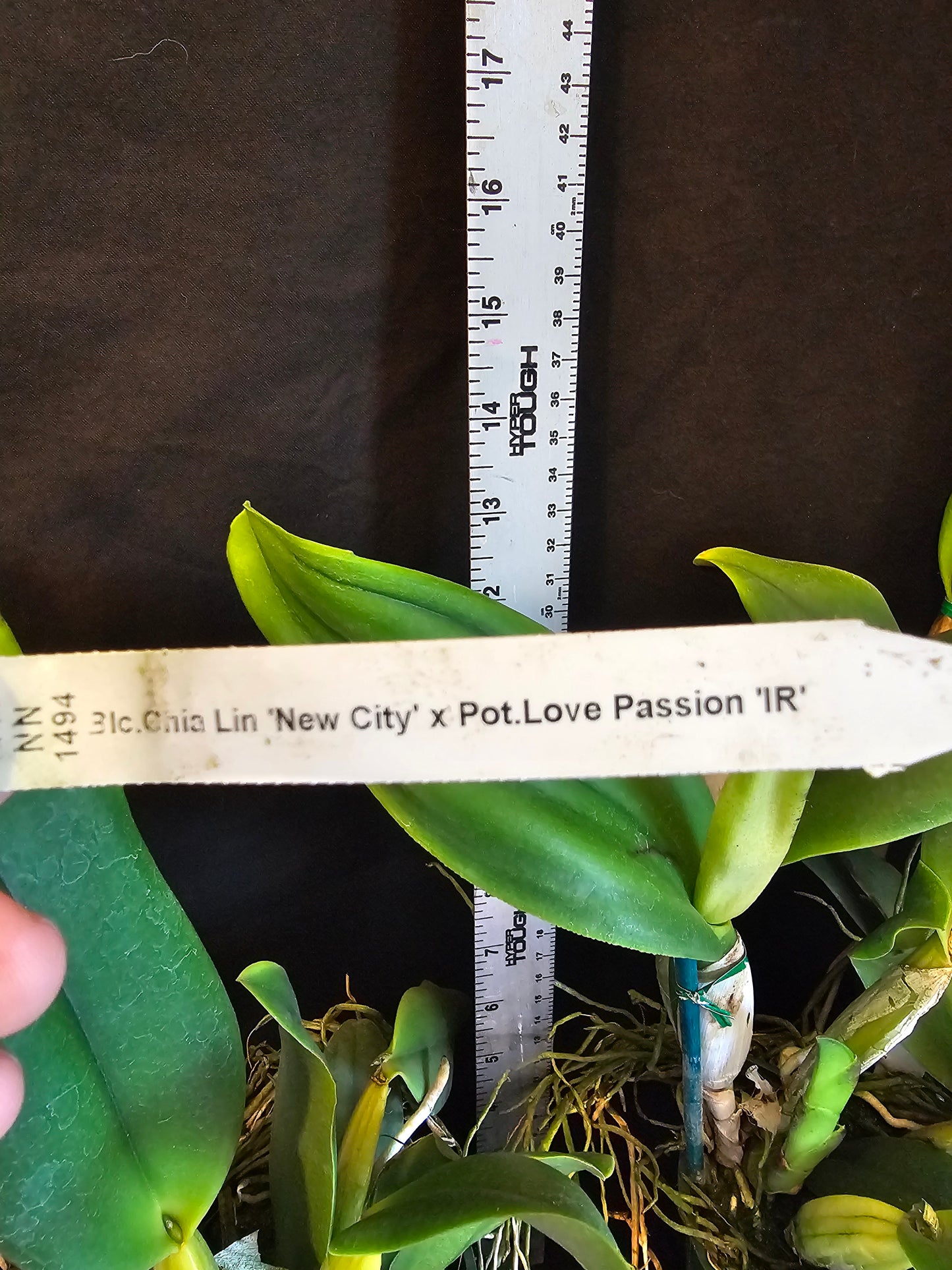 Rth. Hawaii Island Love (Rlc Chia Lin 'New City' x Pot Love Passion 'Island Romance' Blooming size Cattleya orchid hybrid.