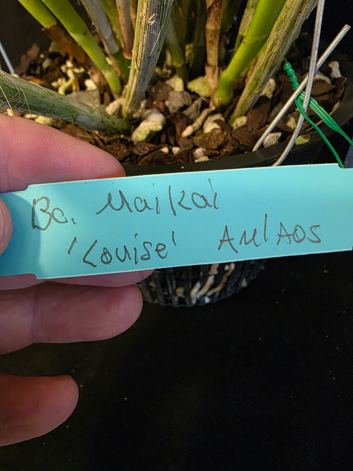 Bc Maikai 'Louise' AM/AOS bloom size divisions 6" basket #2