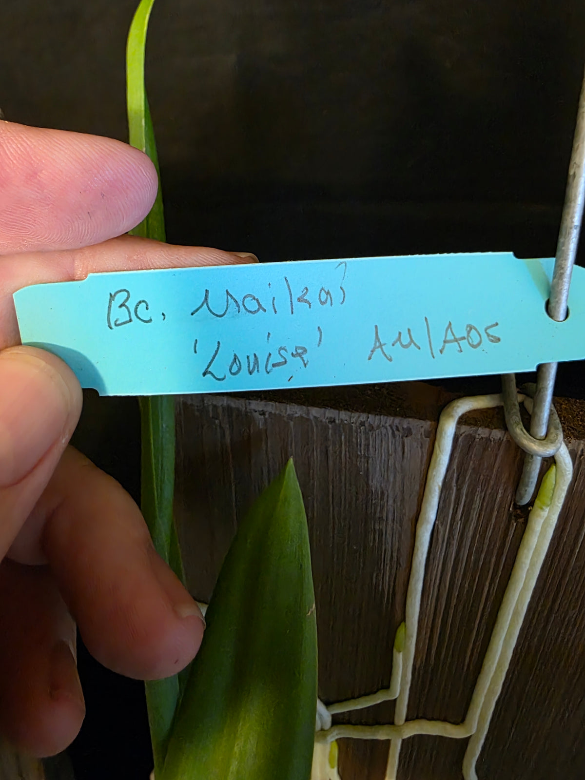 Bc Maikai 'Louise' AM/AOS bloom size mounted divisions. Well established