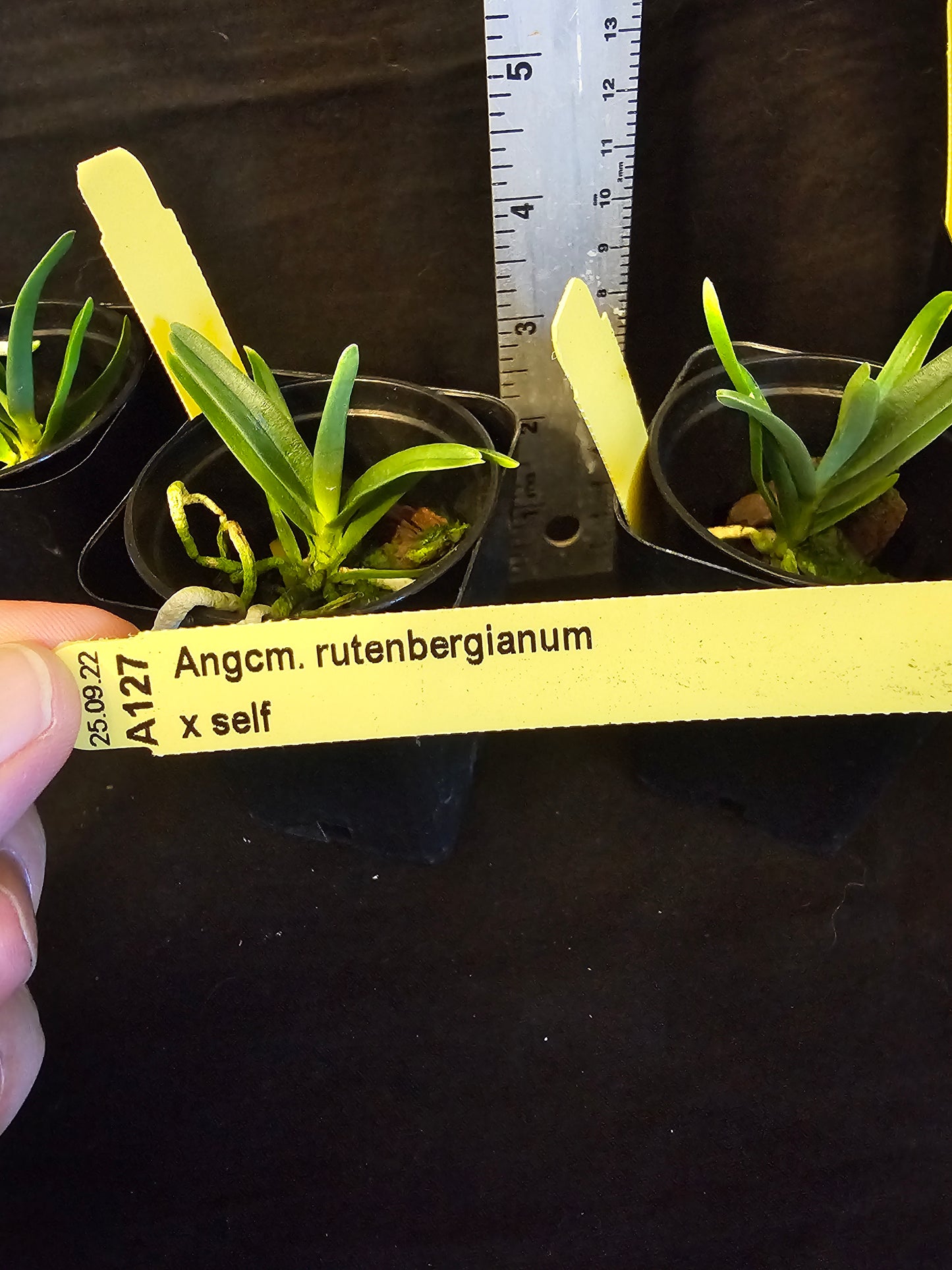 Angraecum rutenbergianum near blooming size miniature Angraecum orchid species. Fragrant.