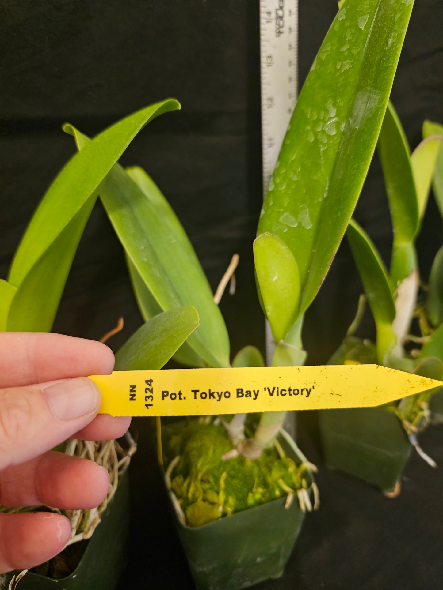 Rlc Tokyo Bay 'Victory' (Rhyncholaeliocattleya Vallespin × Cattleya Commander)