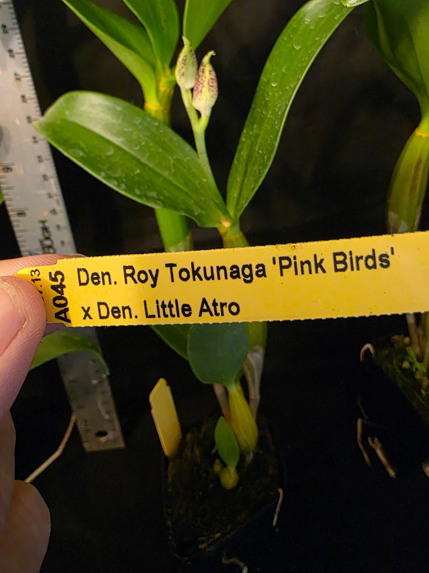 Dendrobium Spotted Poni. Blooming size Latauria Dendrobium orchid hybrid. Long lasting beautiful blooms