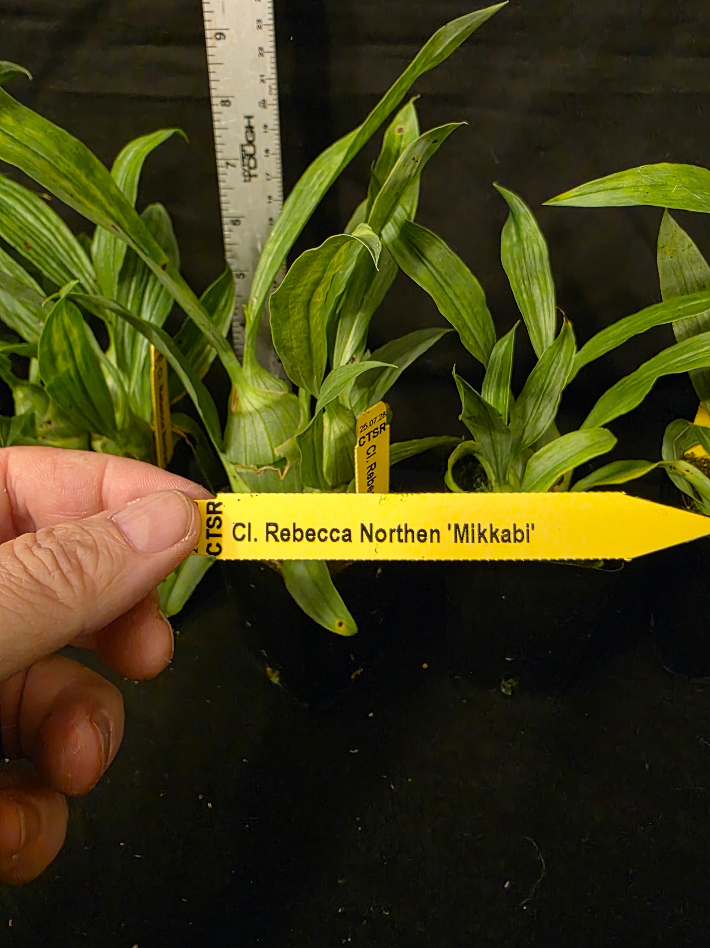 Clowesia Rebecca Northern 'Mikabi' Blooming size plants. Nice clones. Wonderful fragrance of grapefruit