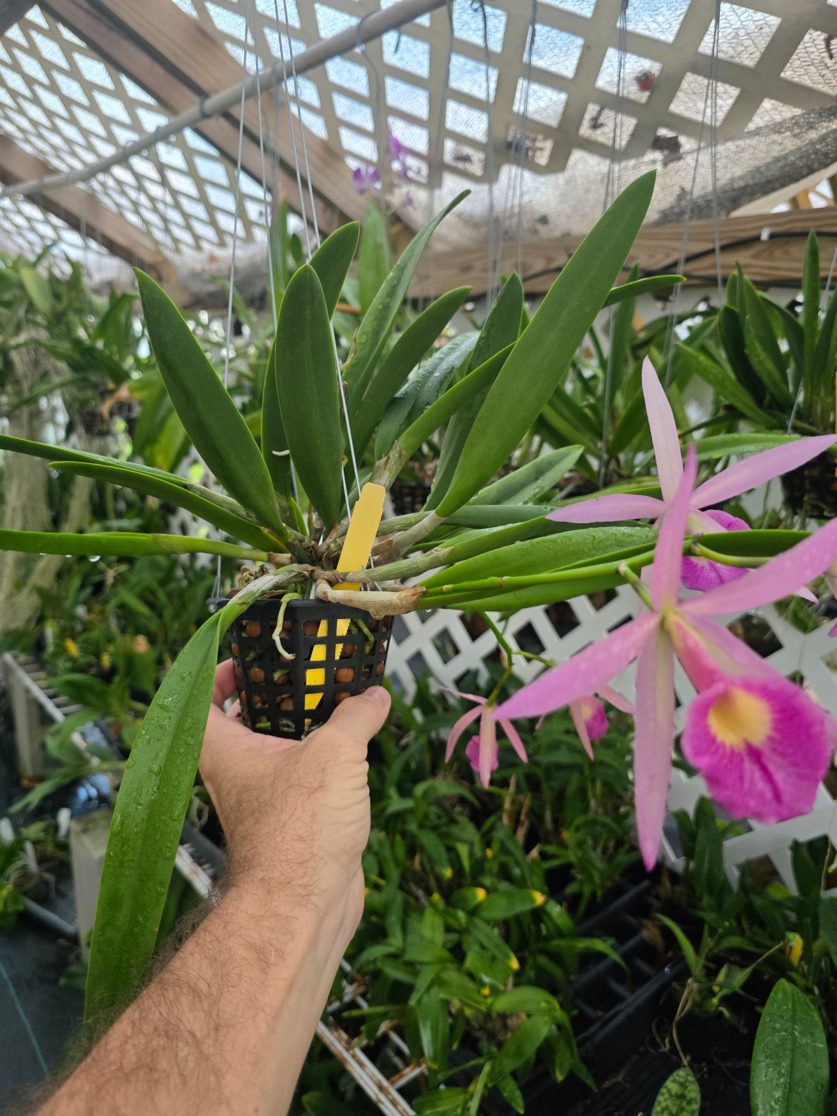 Brassavola nodosa x Pot Elaine Taylor. Blooming size 4" basket