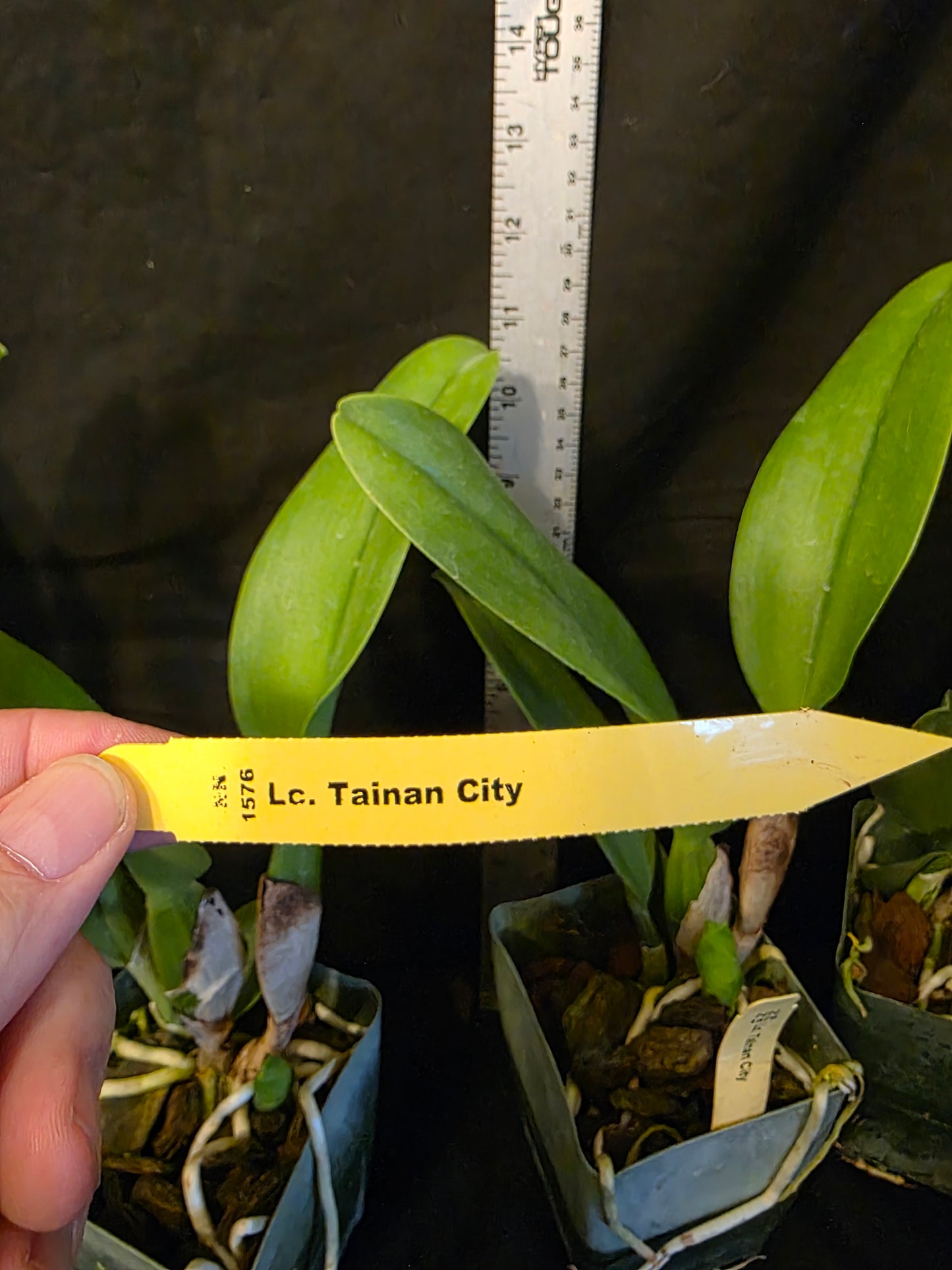 Lc Tainan City, near blooming size cattleya orchid hybrid. Large Fragrant blooms
