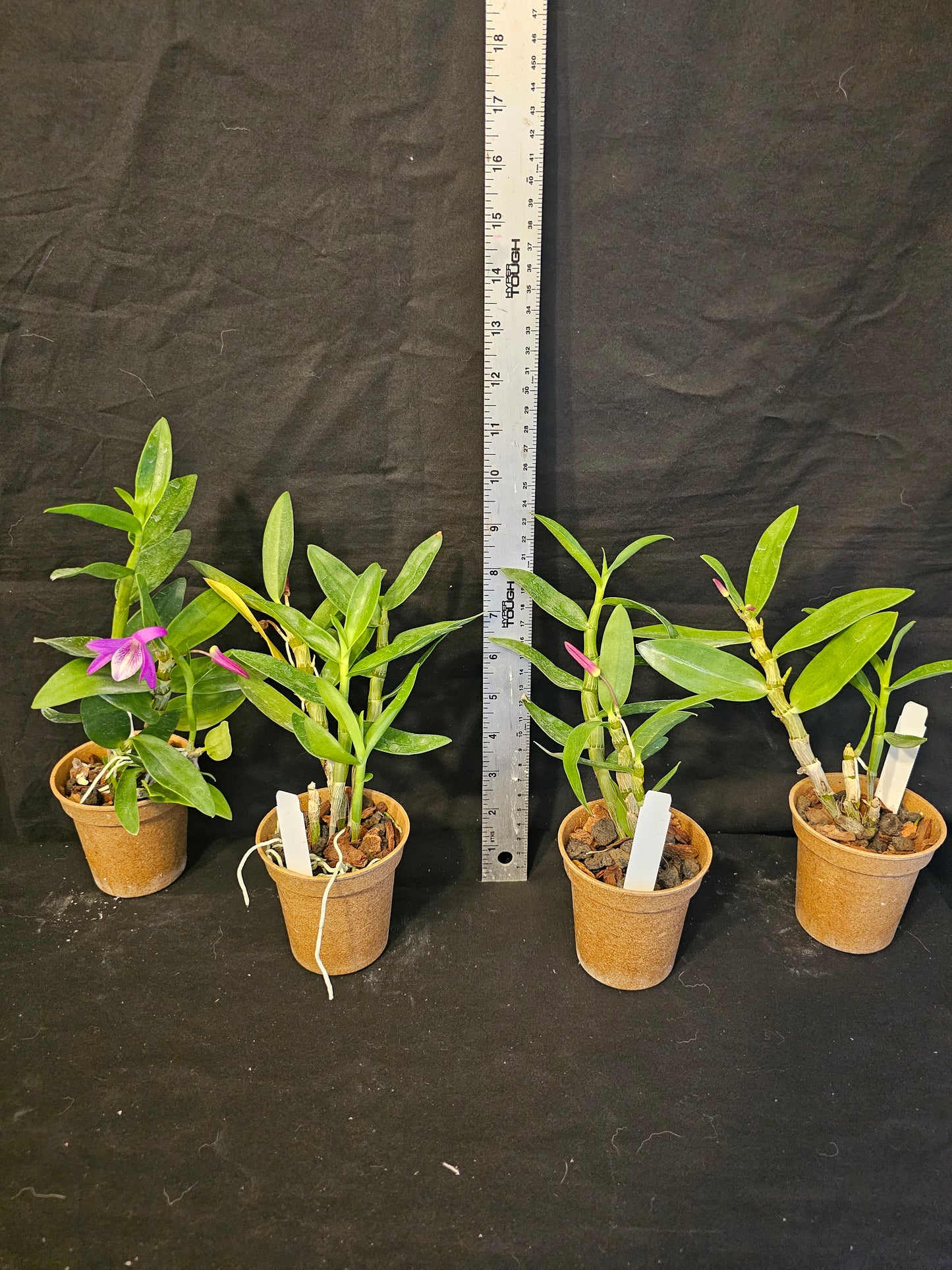 Dendrobium Rainbow Dance. Blooming size compact nobile dendrobium. Beautiful profuse blooming orchid hybrid
