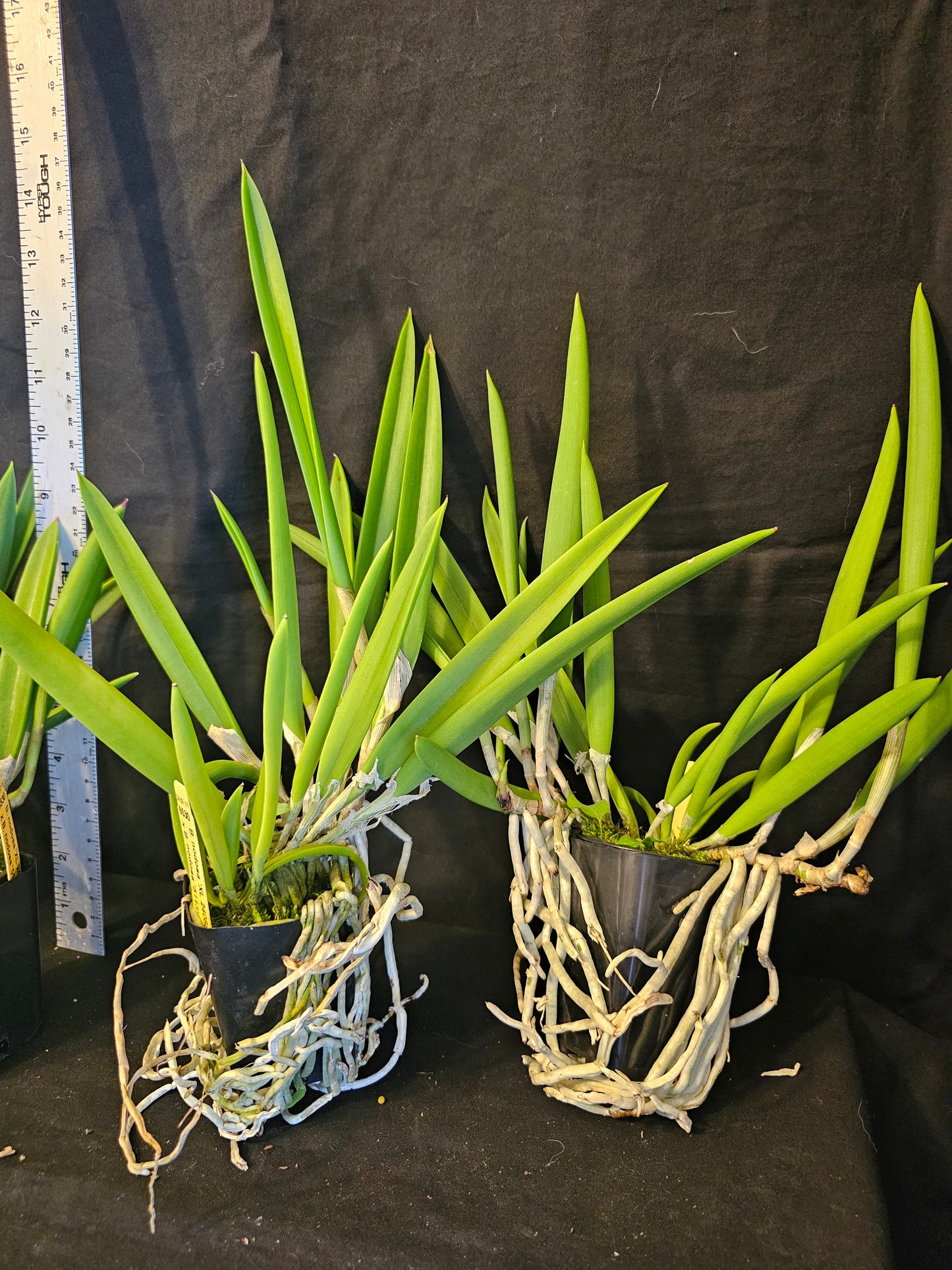 Brassavola nodosa, Blooming size orchid species. Lady of the night Highly fragrant at night