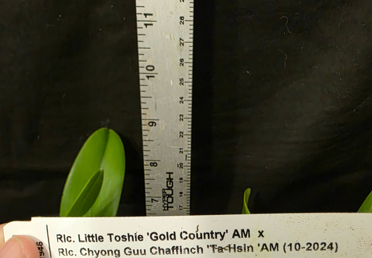 Rlc Little Toshie x Chyong Guu Chaffinch. Near blooming size compact growing cattleya.