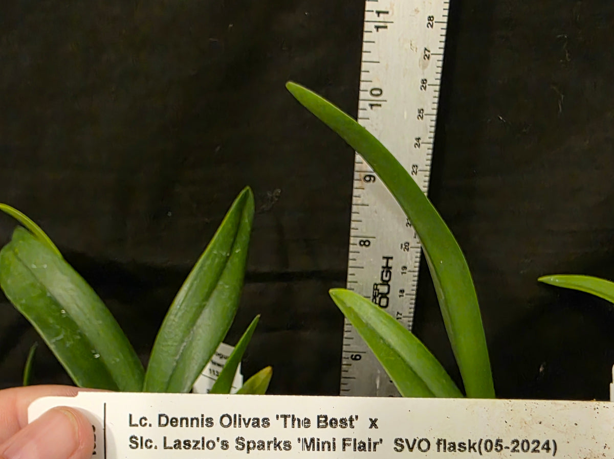 Lc Dennis Olivia's x Slc Lazios Sparks. Blooming size compact cattleya orchid hybrid.