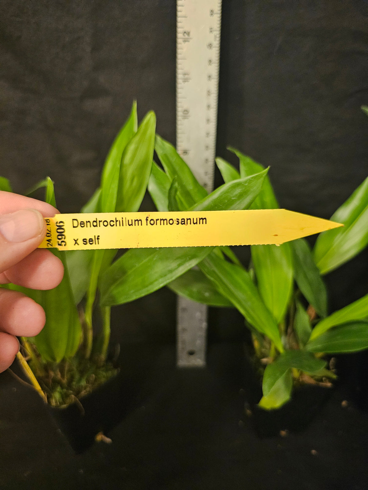 Dendrochilum formosanum. Large Blooming size orchid species plants. 3" pots.