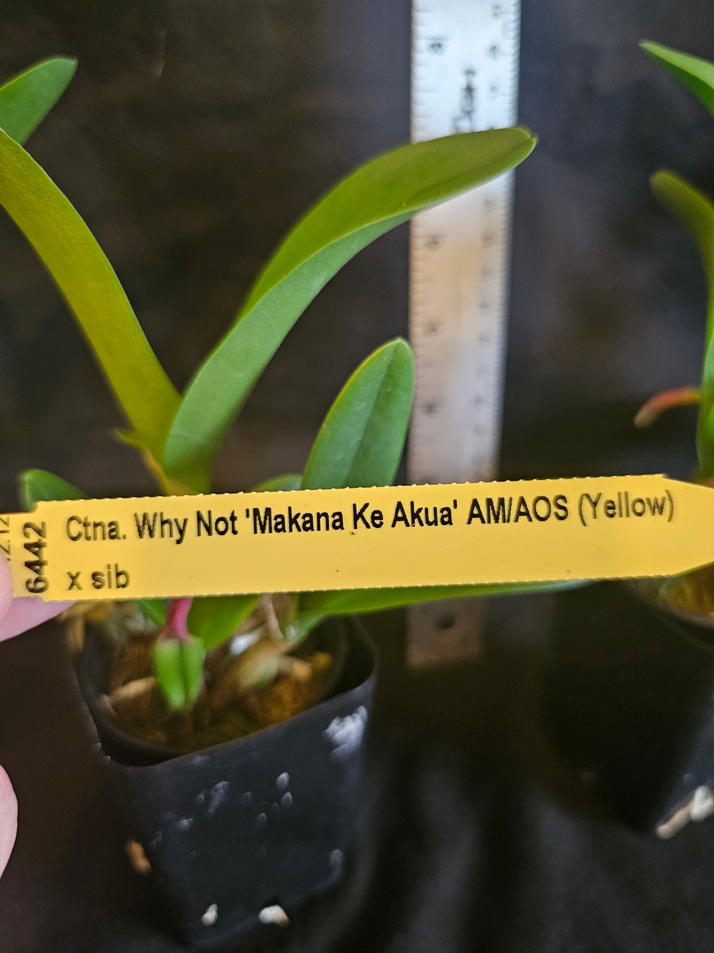 Ctna Why Not 'Makana Ke Akua' AM/AOS x self Rare yellow color form