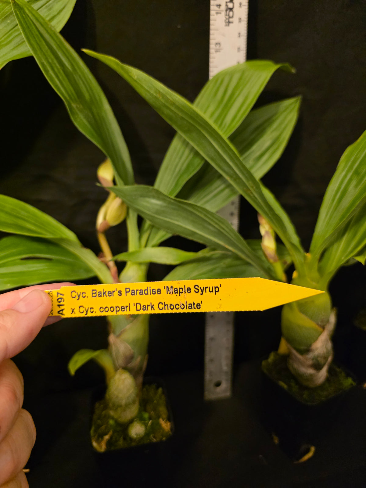Cycnoches Bakers Delight x Cyc cooperi. Blooming size seed grown orchid hybrid