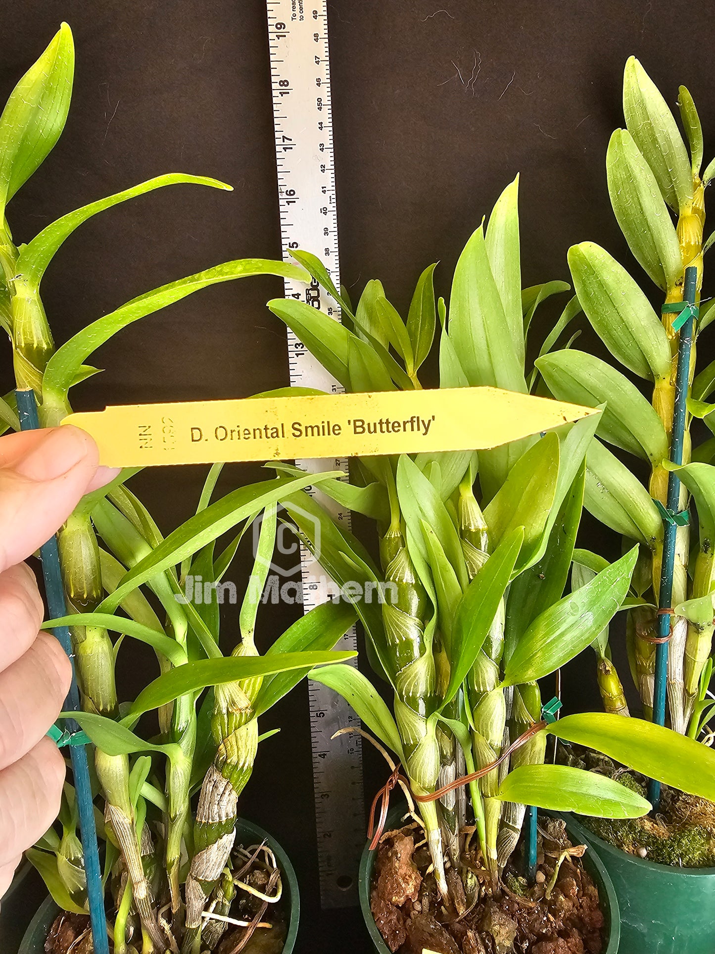 Dendrobium Oriental Smile 'Butterfly' Blooming size Nobile Dendrobium