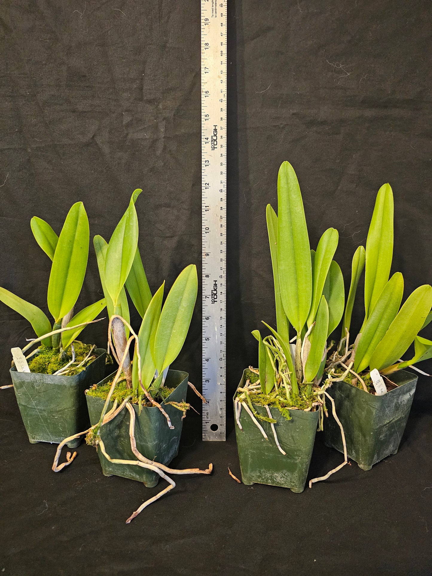 LC Lake Cachuma 'Foothill' near blooming size cattleya orchid clone. Large fragrant blooms
