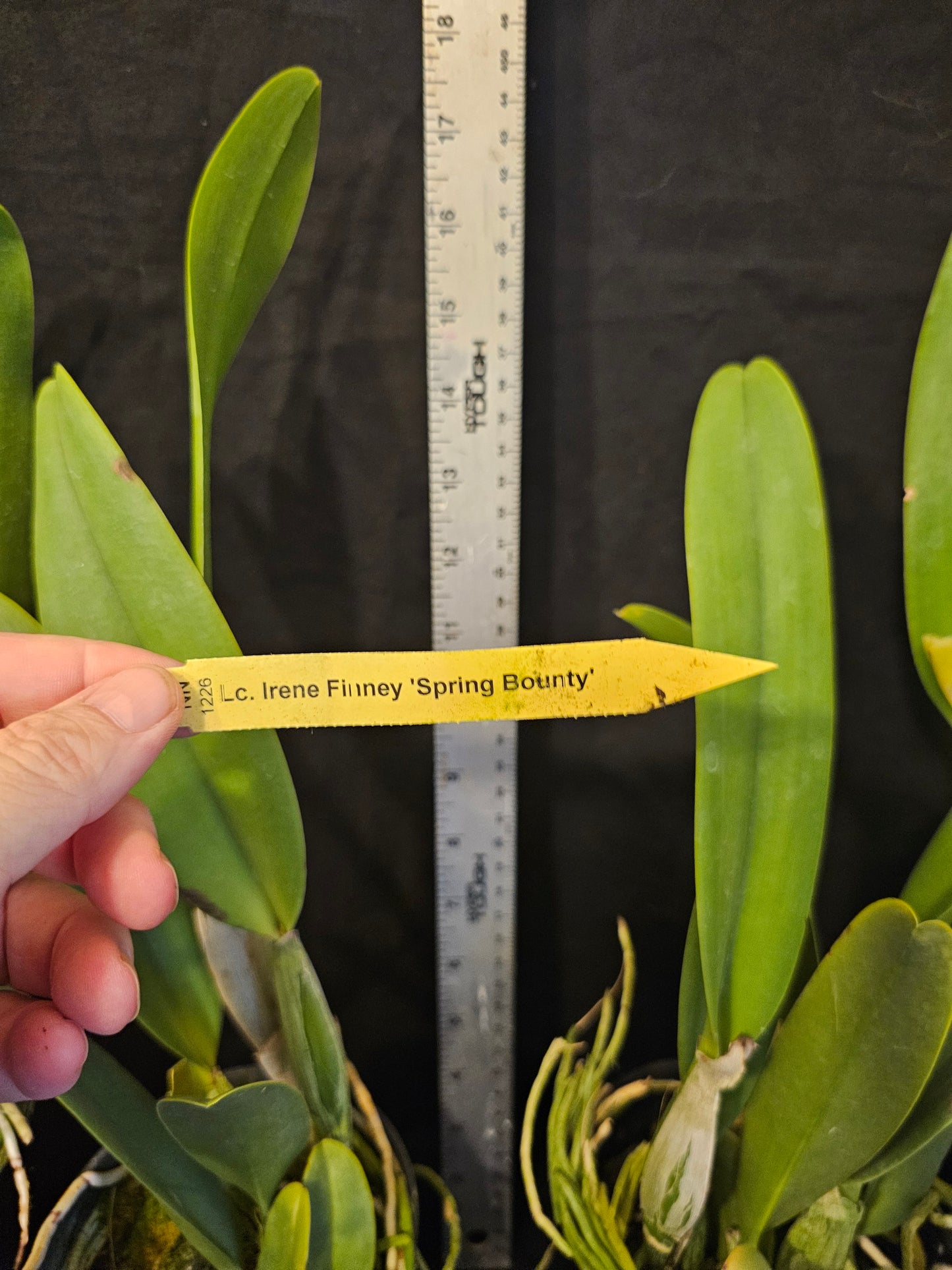Lc Irene Finney 'Spring Bounty' Large Blooming size cattleya orchid clone.