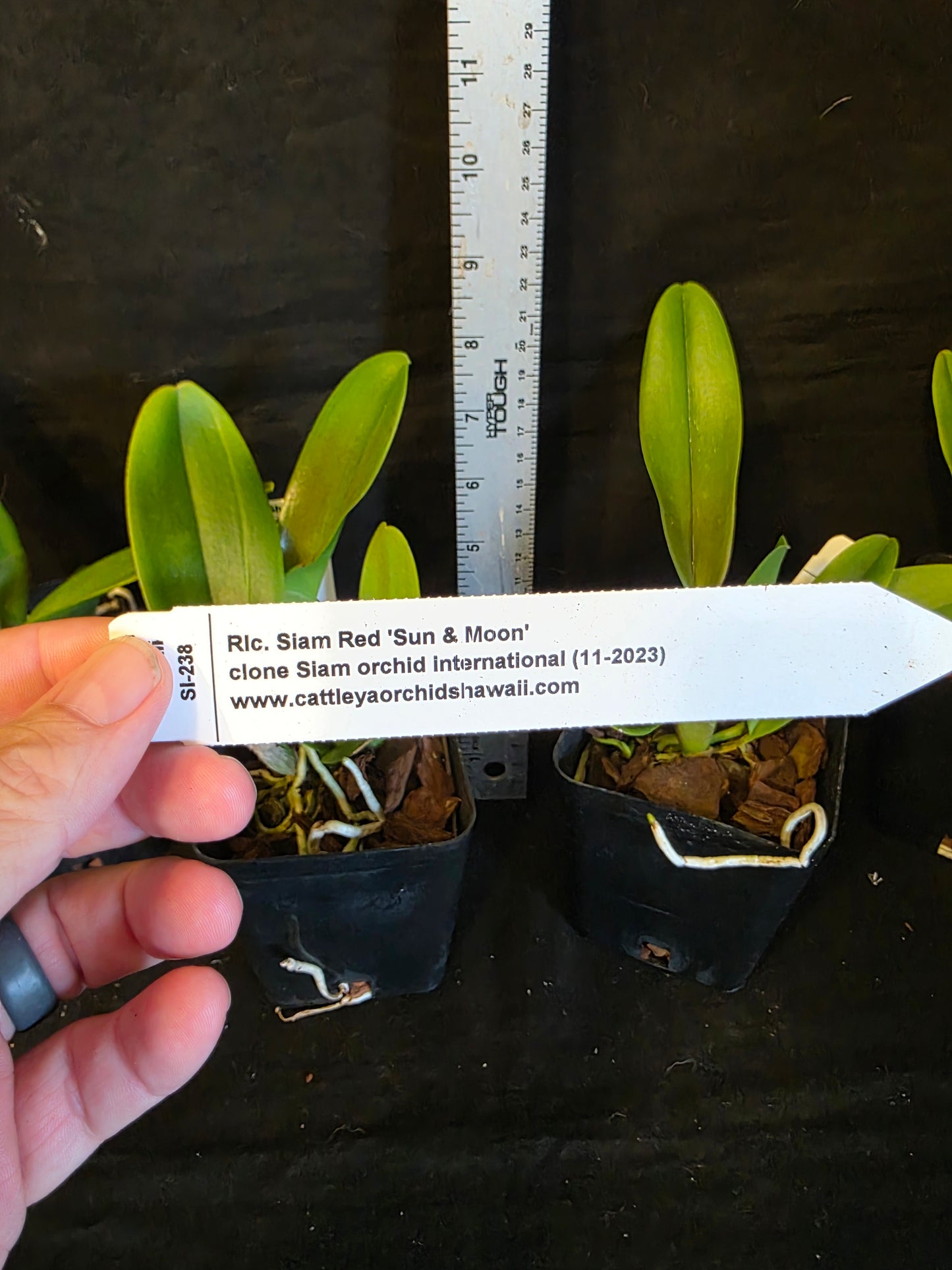 Rlc Siam Red 'Sun & Moon' near blooming size cattleya orchod clone. Large red fragrant blooms.